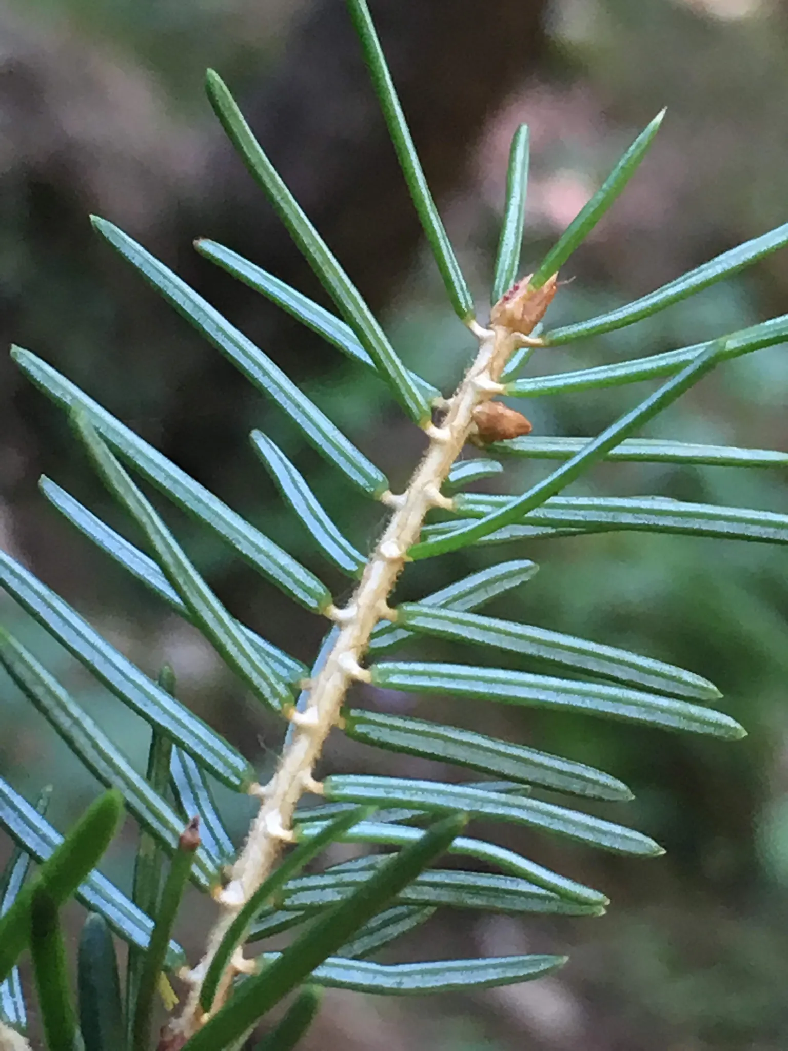 Serbian Spruce (Picea Omorika) — Hardy in USDA zones 4 through 7