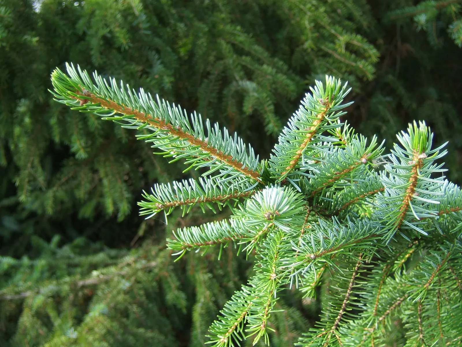 Serbian Spruce (Picea Omorika) — this spruce offers year-round interest with its glossy; it should be placed in a location that receives full sun to partial
