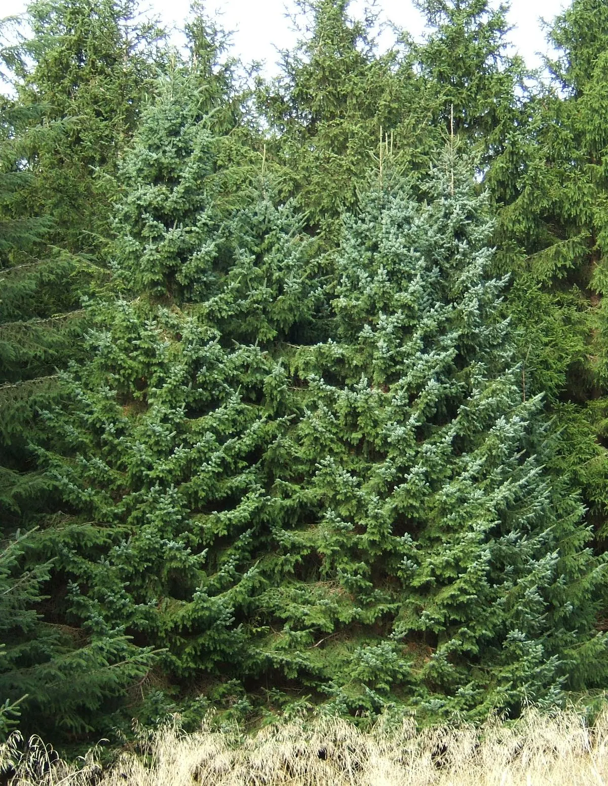 Serbian Spruce (Picea Omorika) — This spruce is adaptable to varying soil conditions; picea omorika tolerates cold climates well but may struggle, image 55