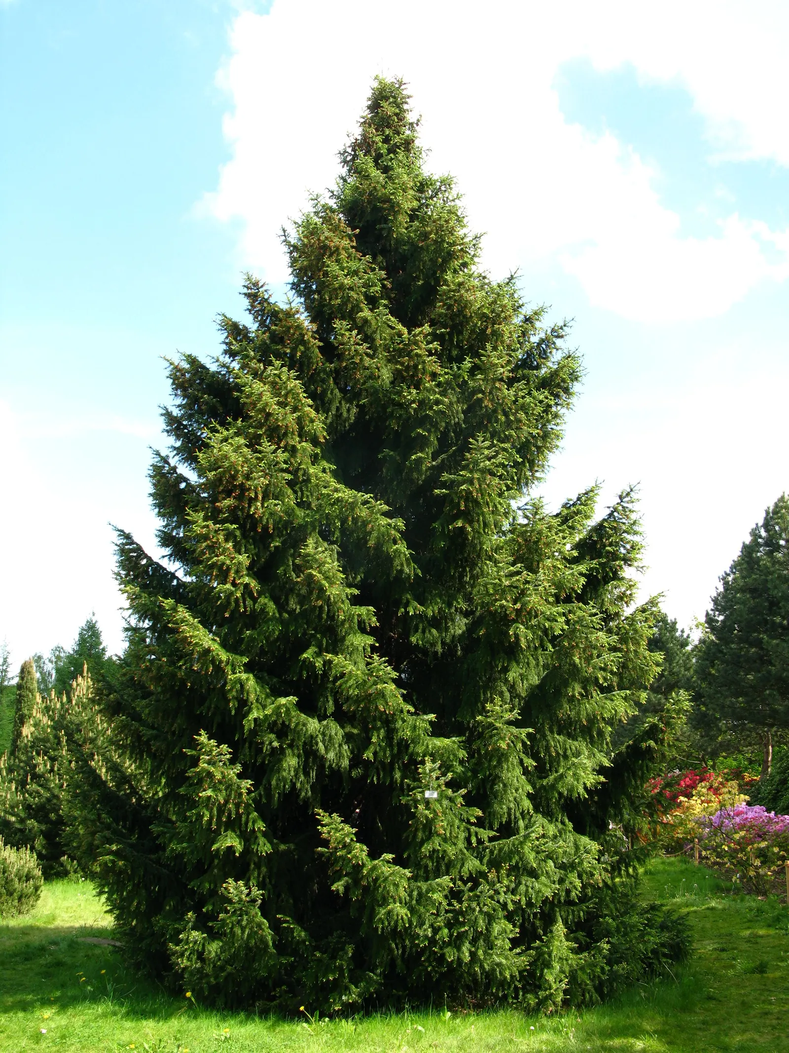 Serbian Spruce (Picea Omorika) — with minimal pruning required to keep its attractive; serbian Spruce is relatively low maintenance