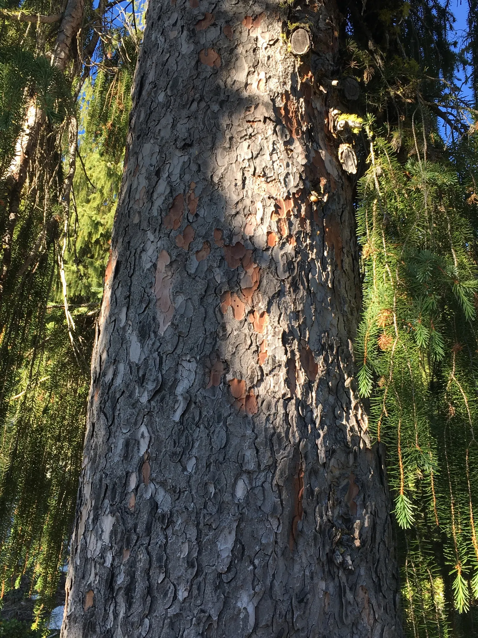 Serbian Spruce (Picea Omorika) — Hardy in USDA zones 4 through 7; creating a shimmering effect