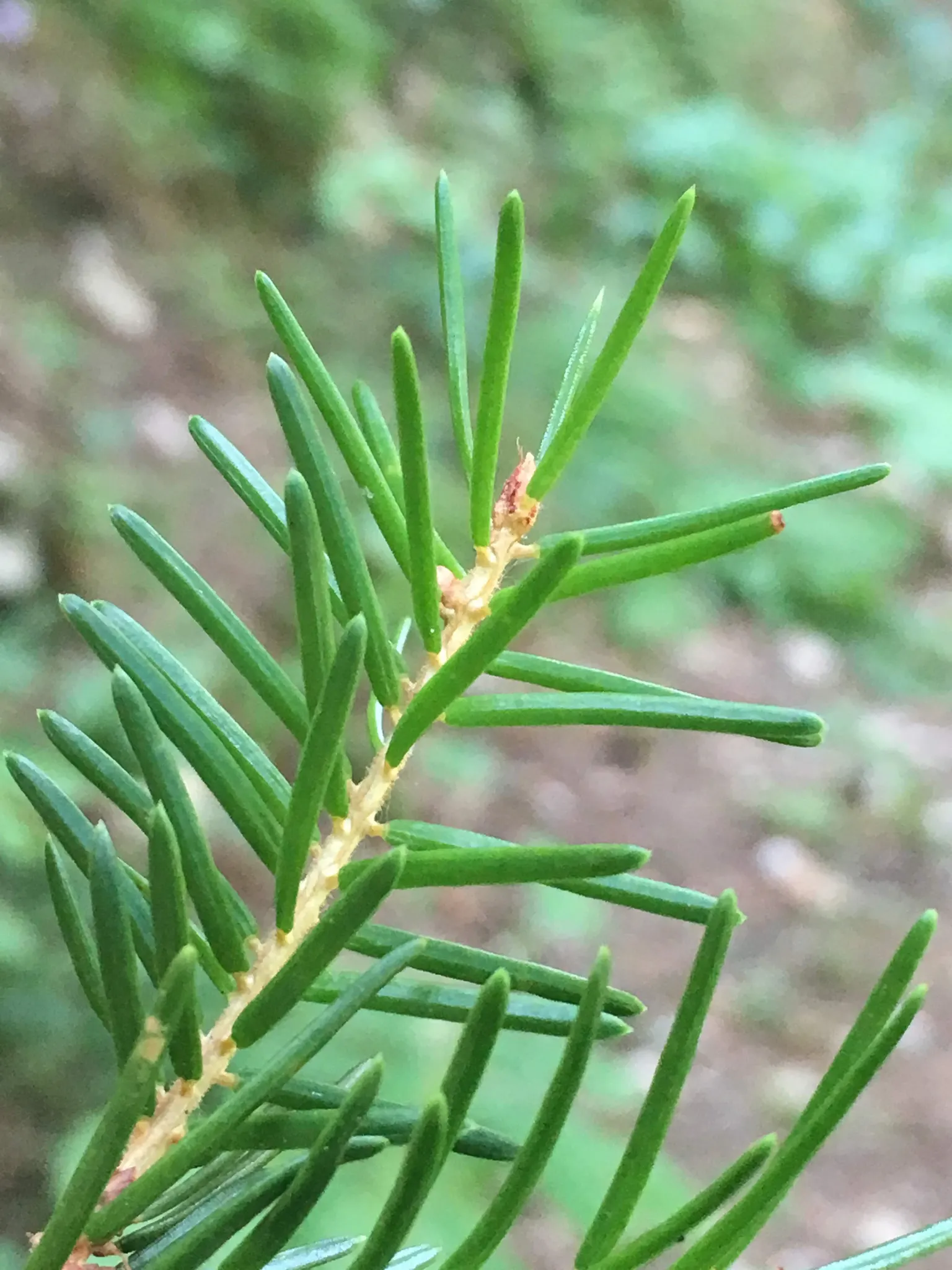 Serbian Spruce (Picea Omorika) — slender conifer reaching 50-60 feet in height with a narrow spread of 15-20 feet; moderately drought-tolerant