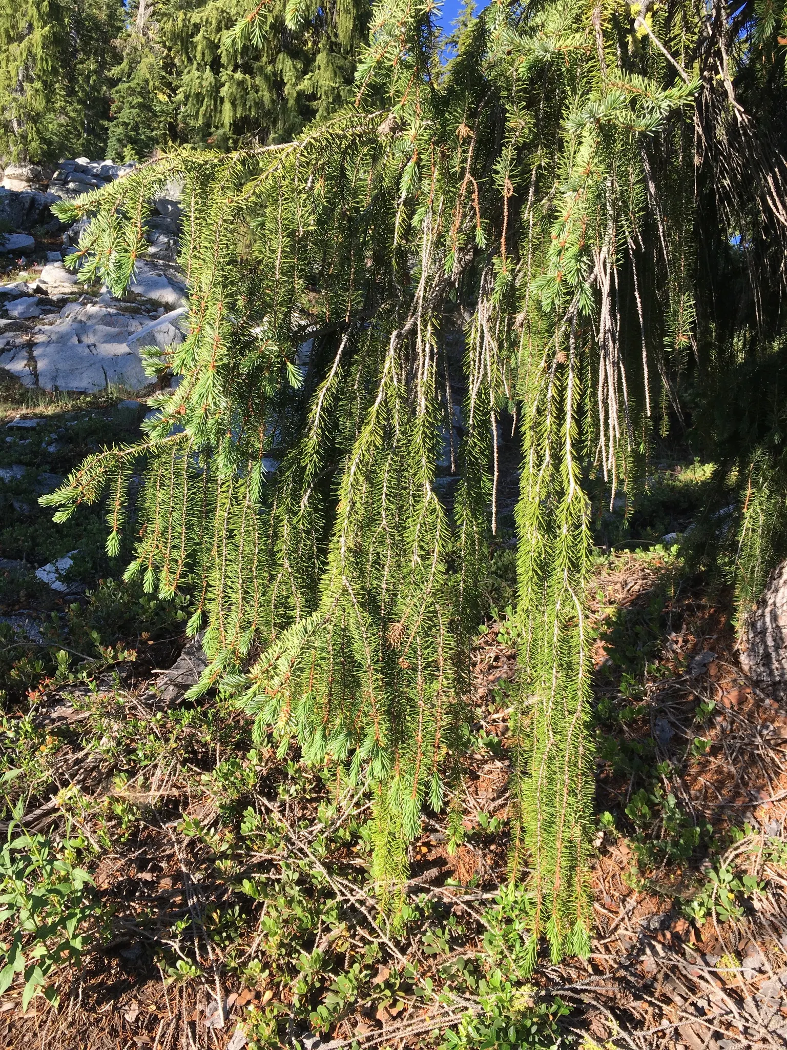 Serbian Spruce (Picea Omorika) — Picea omorika tolerates cold climates well but may struggle in hot and dry conditions; so consider this when incorporating it