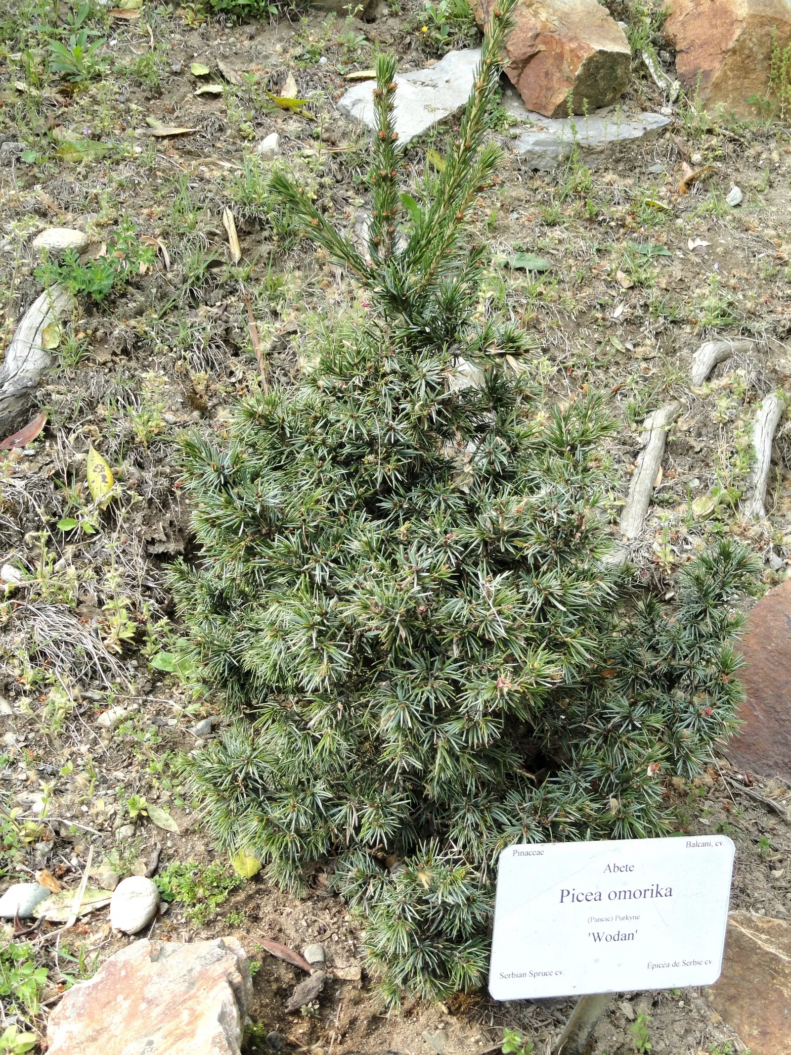 Serbian Spruce (Picea Omorika) — it should be placed in a location that receives full sun to partial shade and in well-drained soil; with its stately
