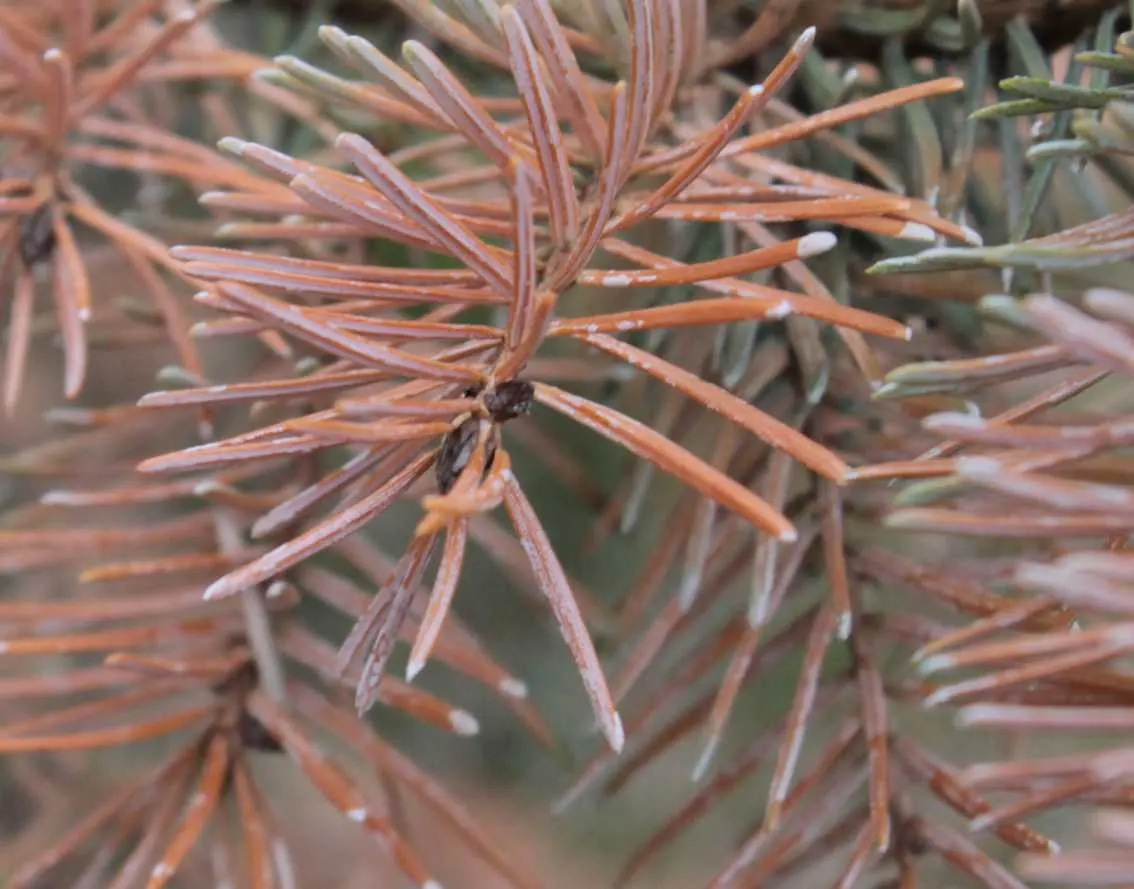 Serbian Spruce (Picea Omorika) — This spruce is adaptable to varying soil conditions; picea omorika tolerates cold climates well but may struggle in hot and