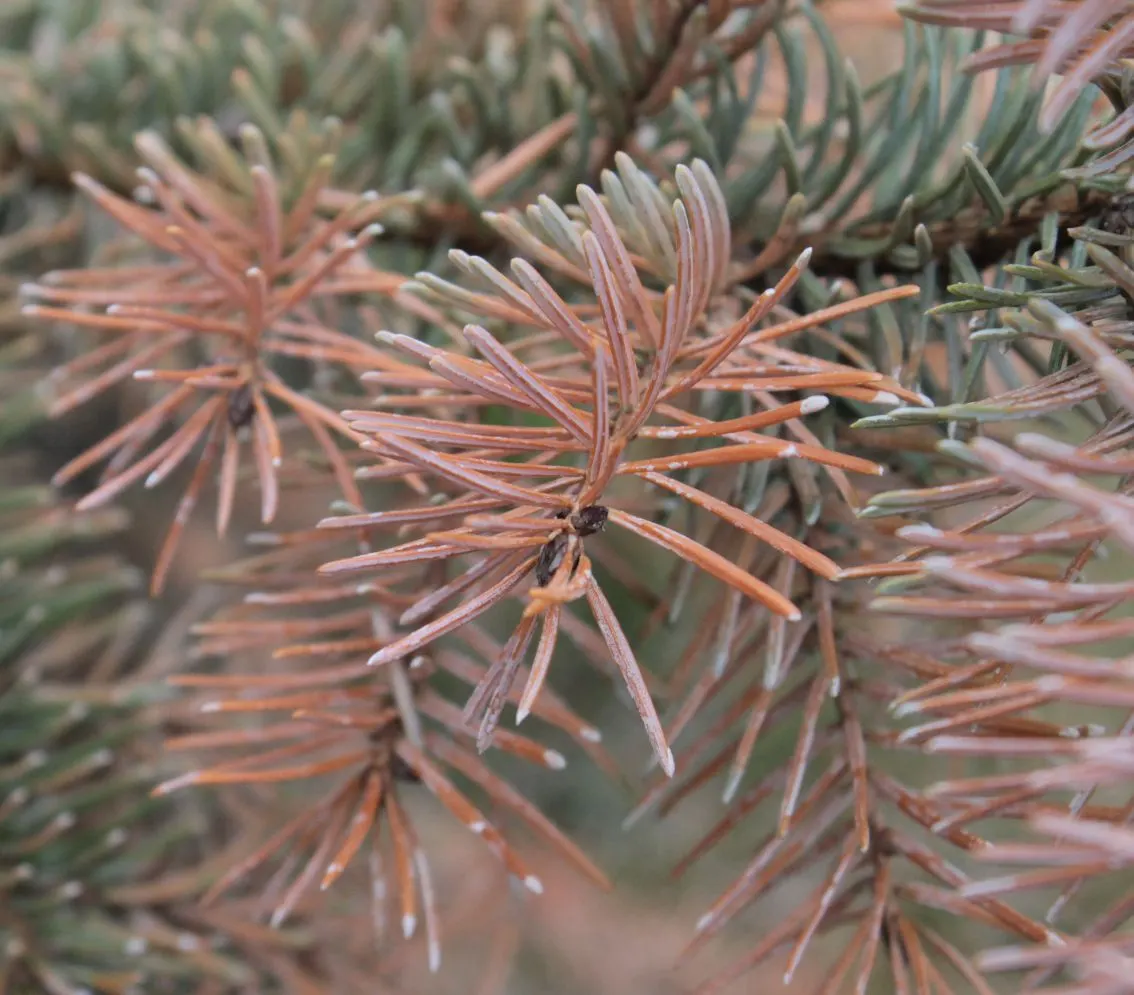 Serbian Spruce (Picea Omorika) — it should be placed in a location that receives full sun to partial shade and in well-drained soil