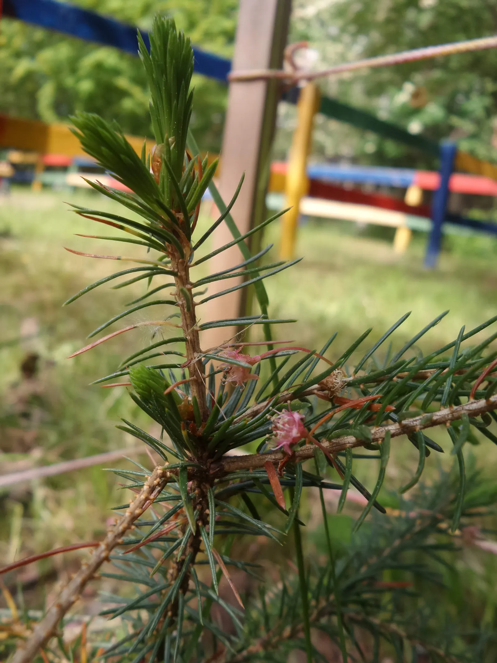 Serbian Spruce (Picea Omorika) — Serbian Spruce is relatively low maintenance