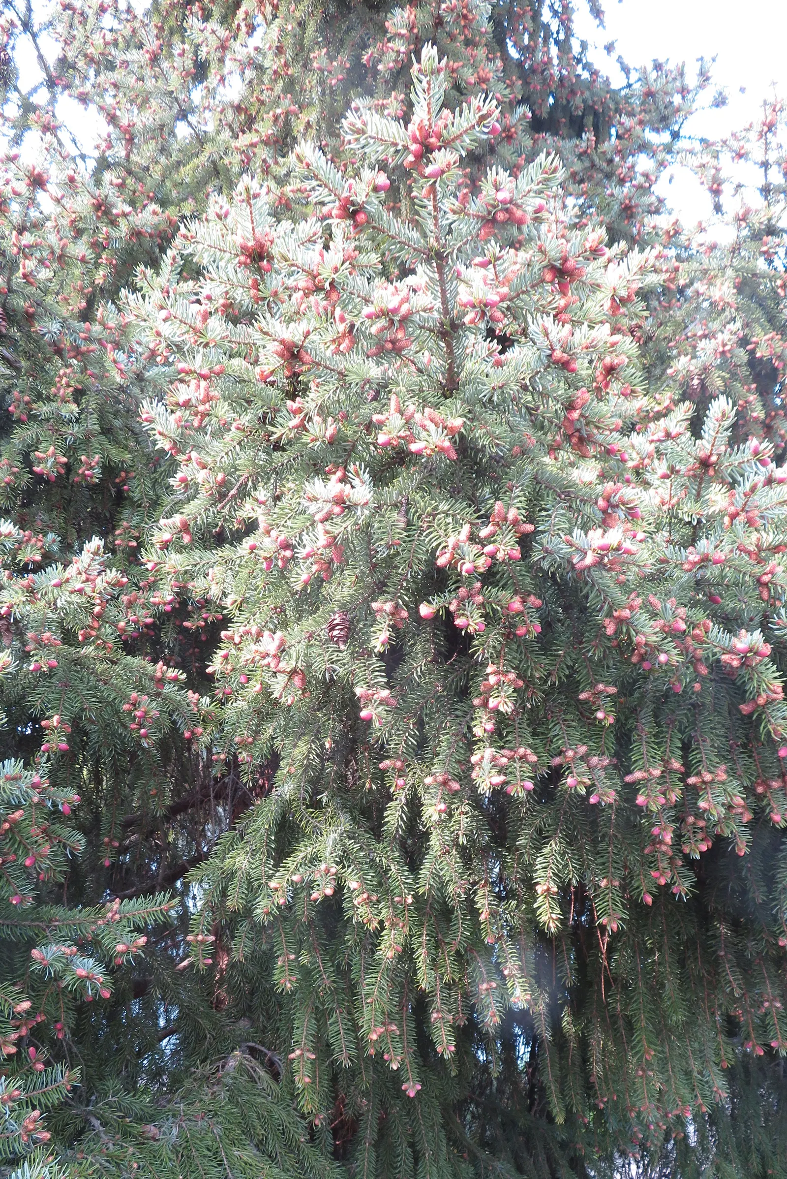 Serbian Spruce (Picea Omorika) — making it an exquisite choice for vertical accent in landscape design; zone 4-7 hardy, it thrives in full sun to partial shade