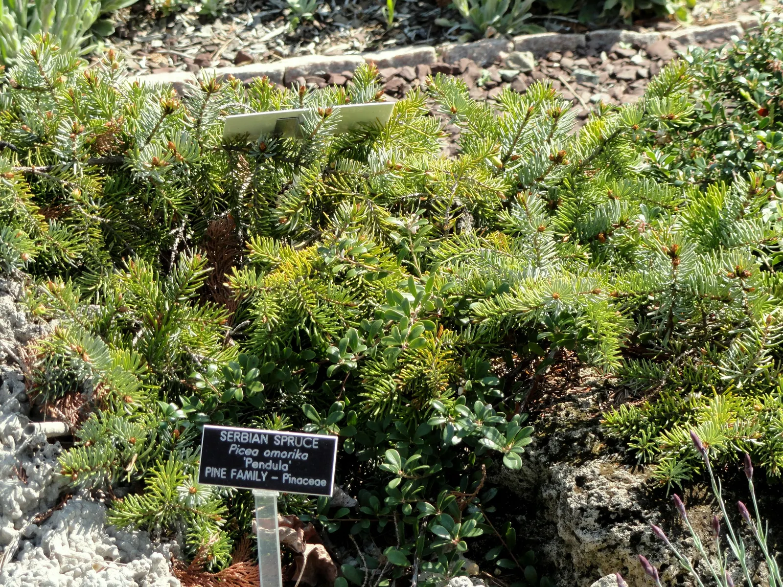 Serbian Spruce (Picea Omorika) — creating a shimmering effect; this spruce is adaptable to varying soil conditions, image 64