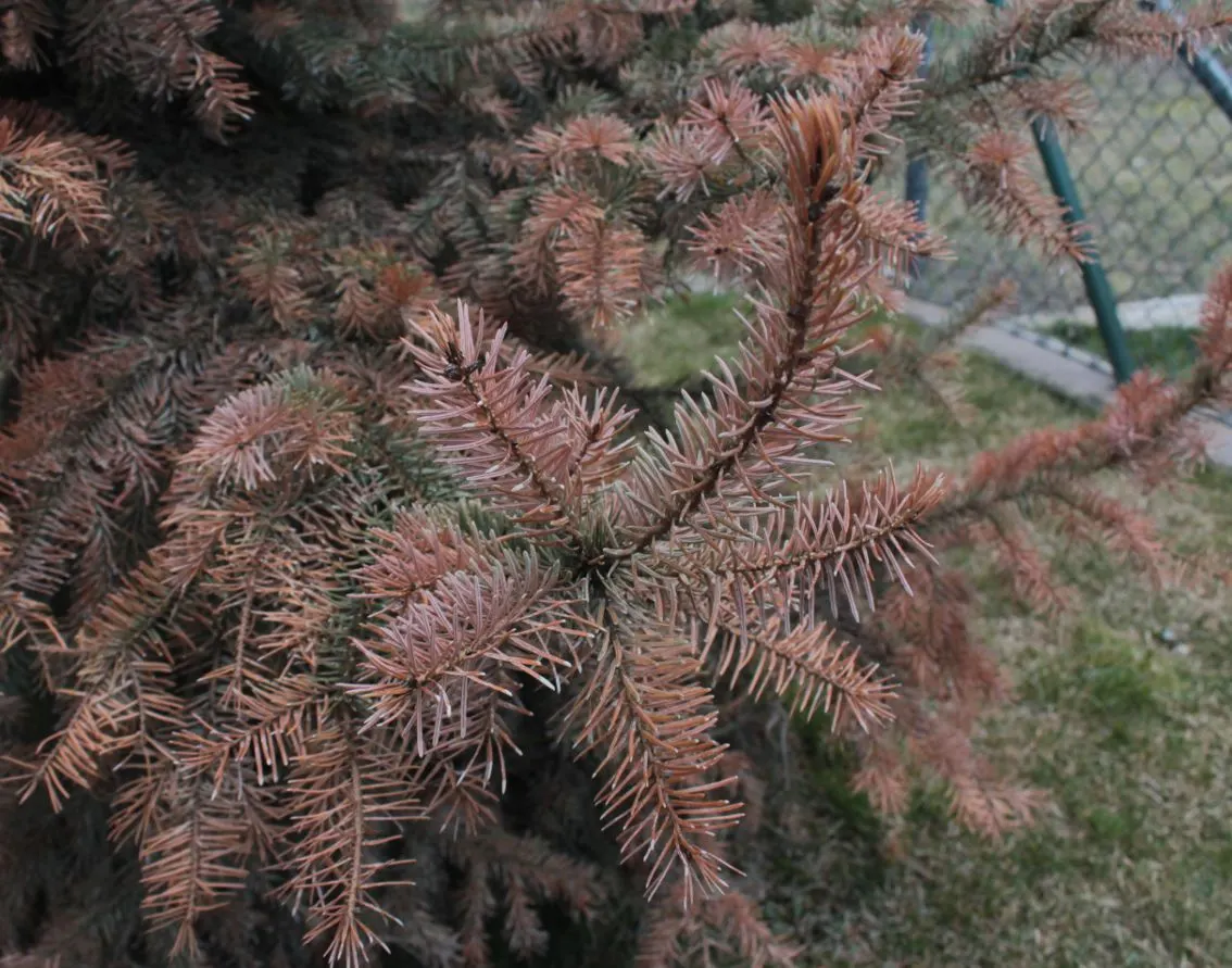Serbian Spruce (Picea Omorika) — with minimal pruning required to keep its attractive