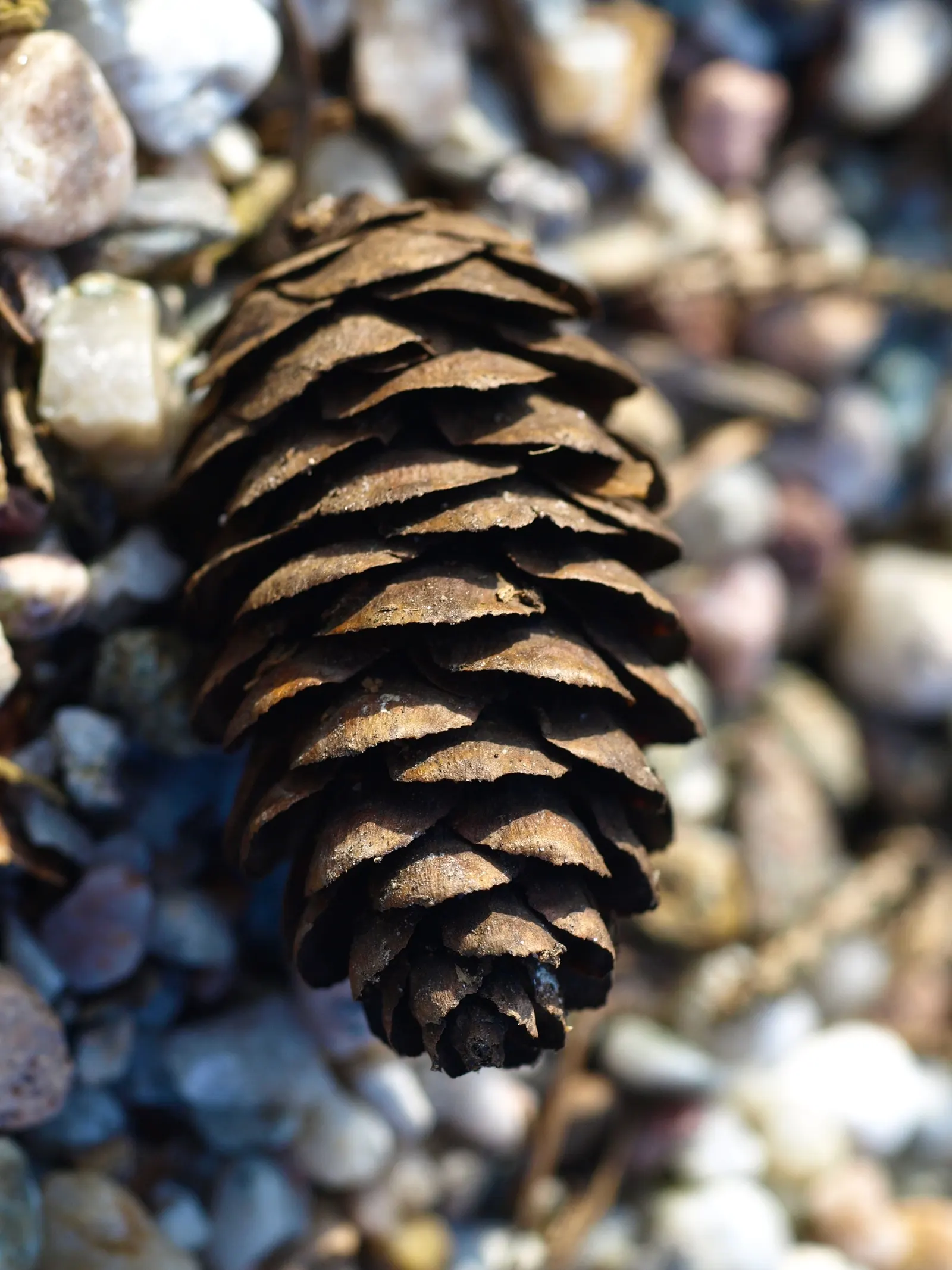 Serbian Spruce (Picea Omorika) — Slightly acidic to neutral pH levels are optimal for this species