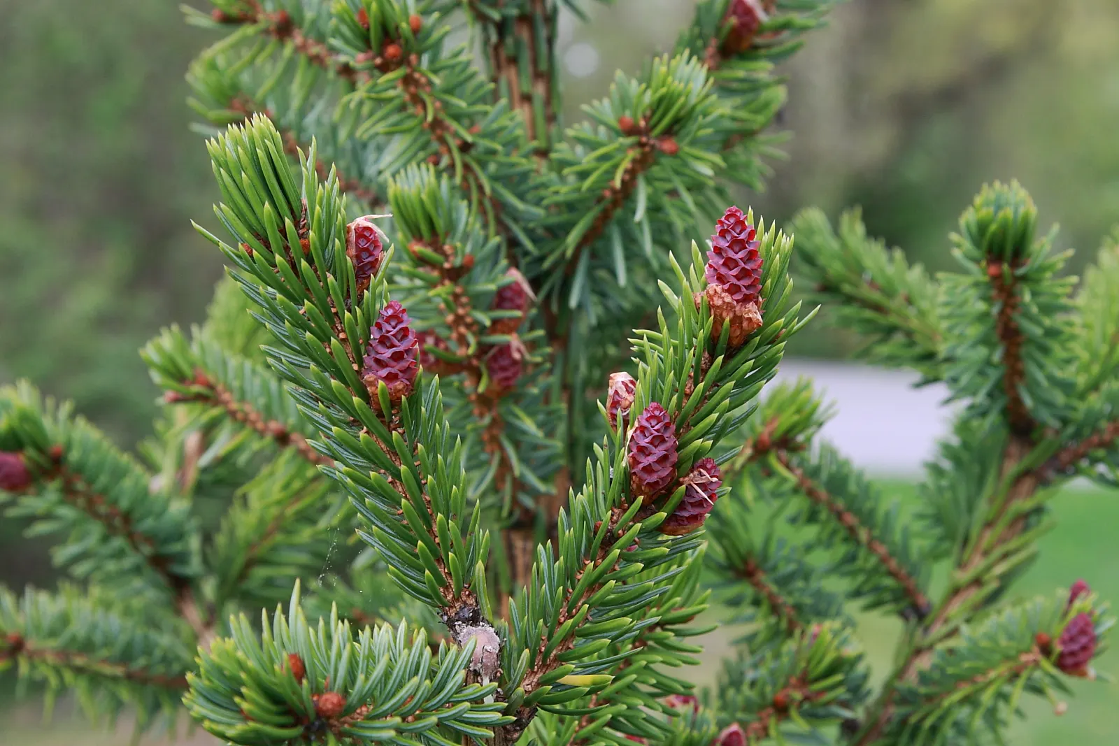 Serbian Spruce (Picea Omorika) — Its dark green needles exhibit silvery undersides, creating a shimmering effect