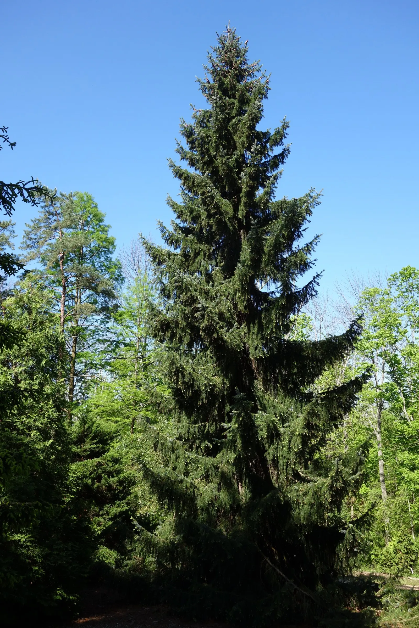 Serbian Spruce (Picea Omorika) — this spruce offers year-round interest with its glossy; it should be placed in a location that receives full sun, image 62