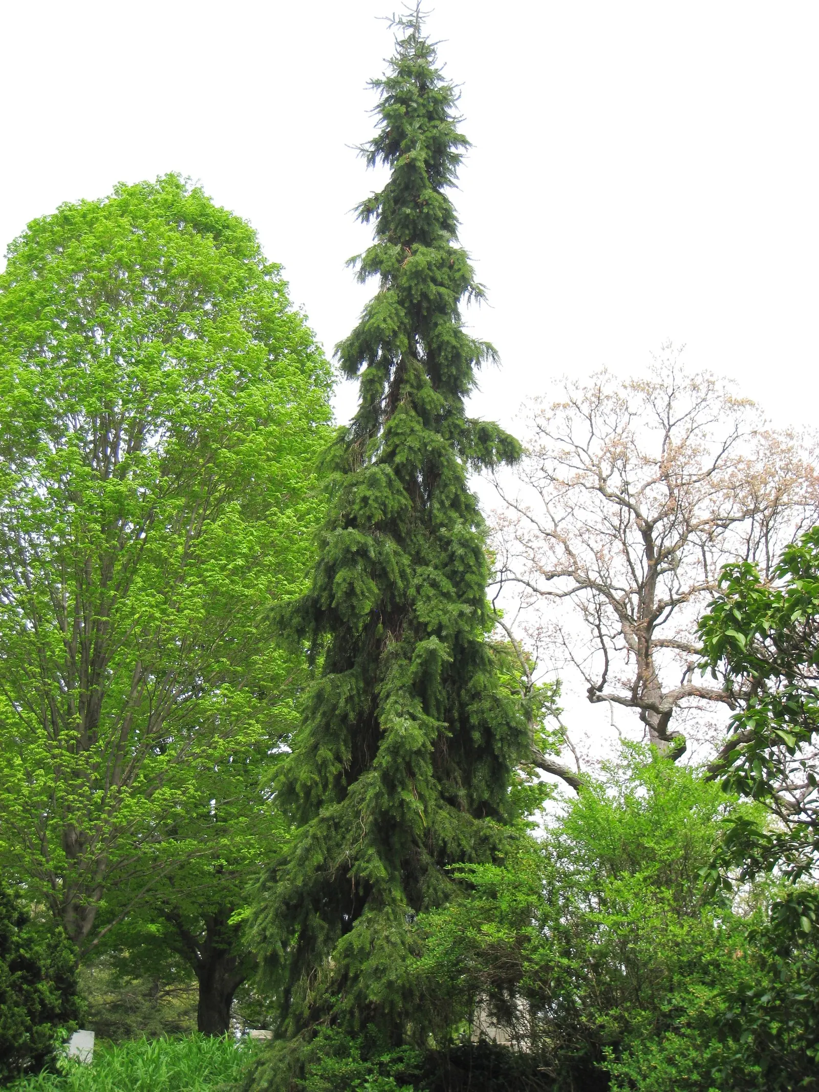 Serbian Spruce (Picea Omorika) — so consider this when incorporating it into your landscape.<br><br>This tree exhibits a moderate growth rate; conifer / tree