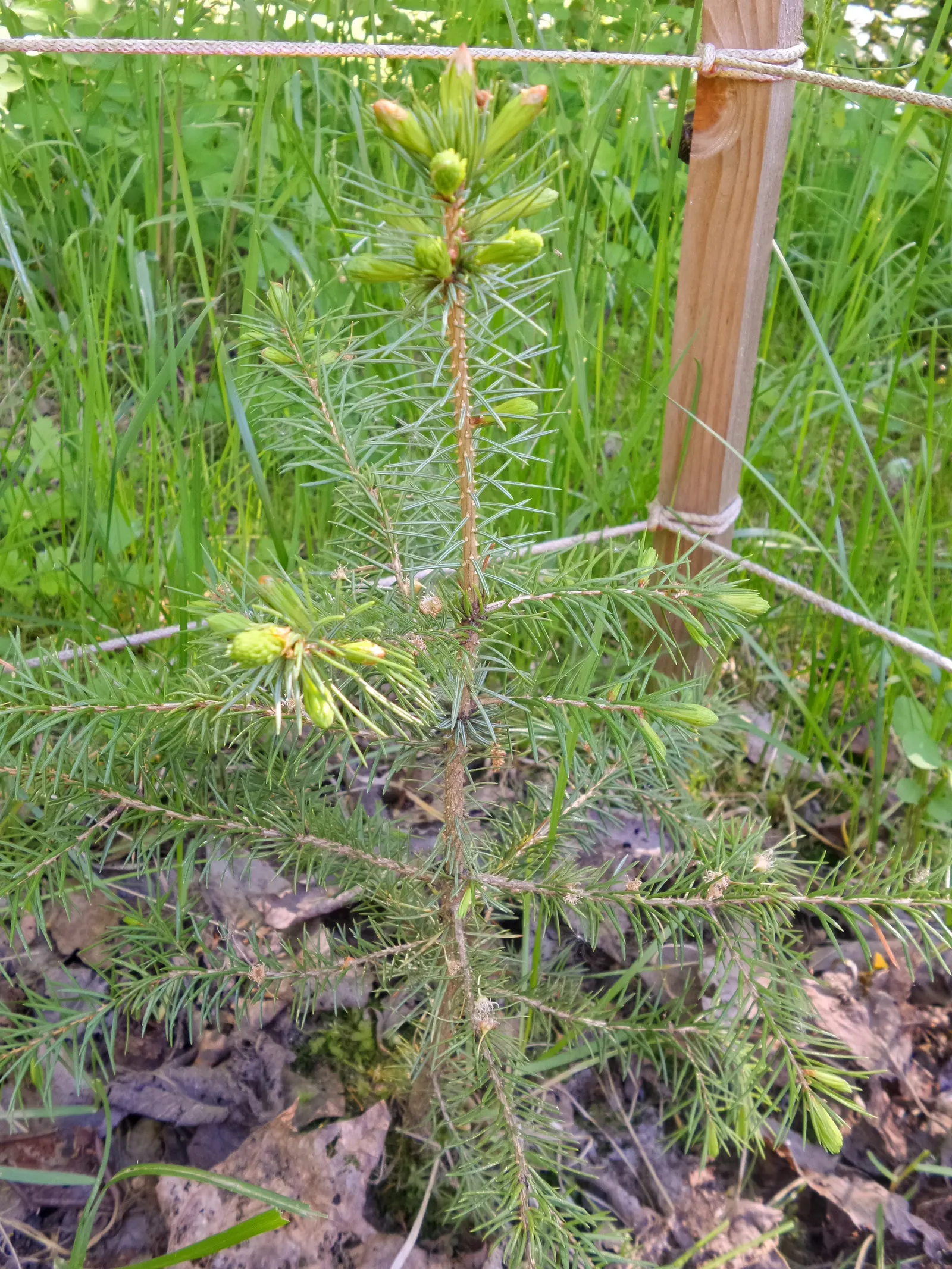 Serbian Spruce (Picea Omorika) — adding about 12 to 24 inches annually