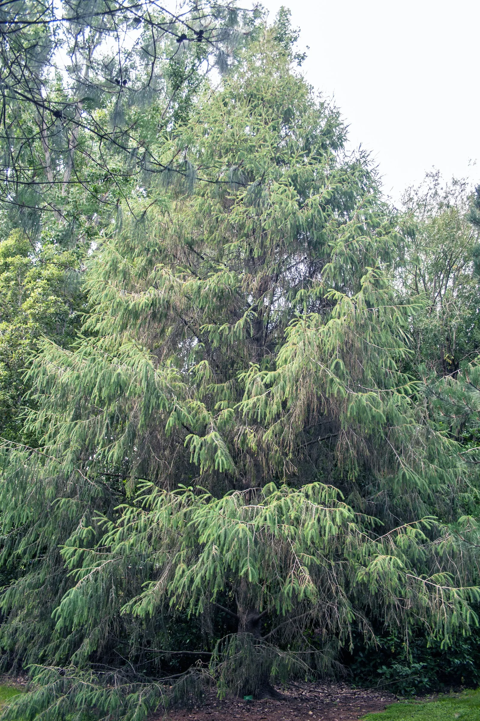 Serbian Spruce (Picea Omorika) — making it well-suited for smaller spaces or as an accent within larger compositions.<br><br>When planting; hardy in USDA zones
