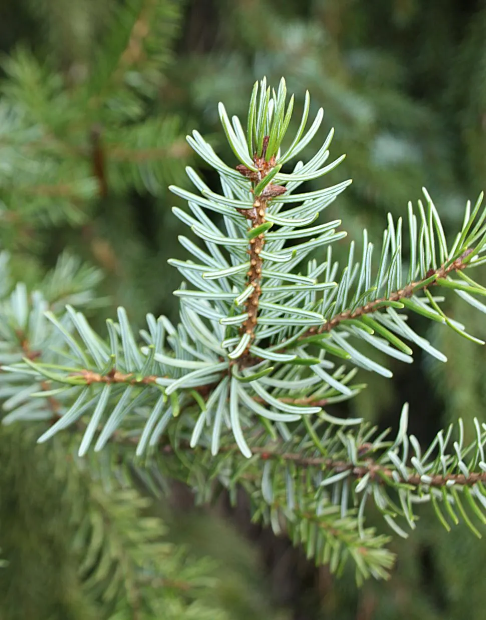 Serbian Spruce (Picea Omorika) — This spruce is adaptable to varying soil conditions