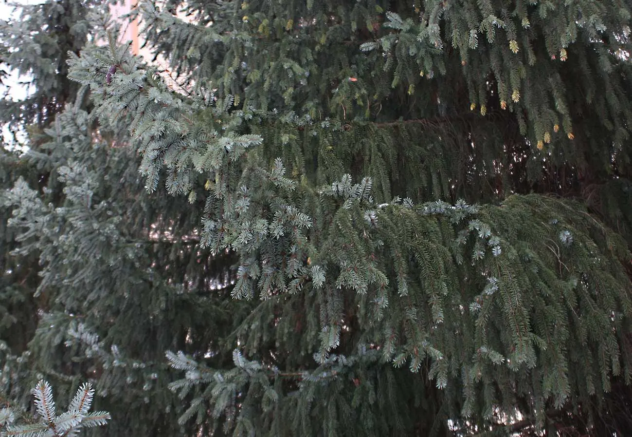 Serbian Spruce (Picea Omorika) — conifer / tree for full or half; its resistance to pests and disease further contributes to its desirability for garden