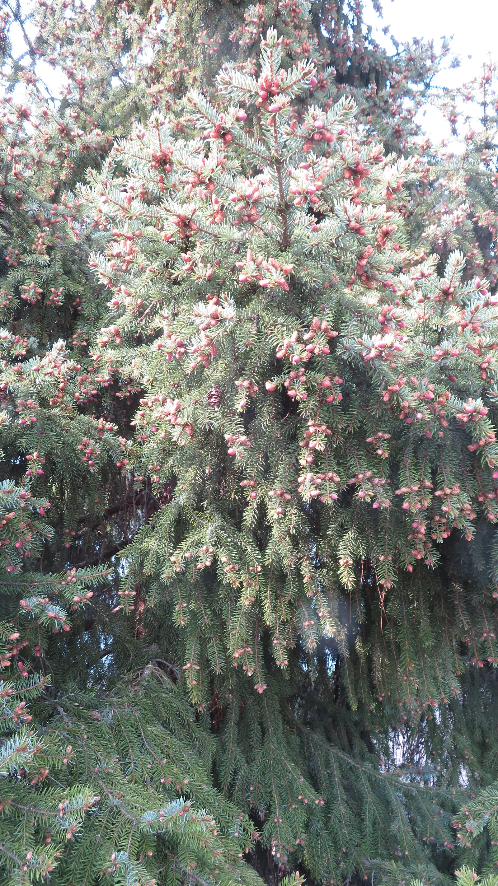 Serbian Spruce (Picea Omorika) — the Serbian Spruce is a compelling choice for both formal and informal landscapes