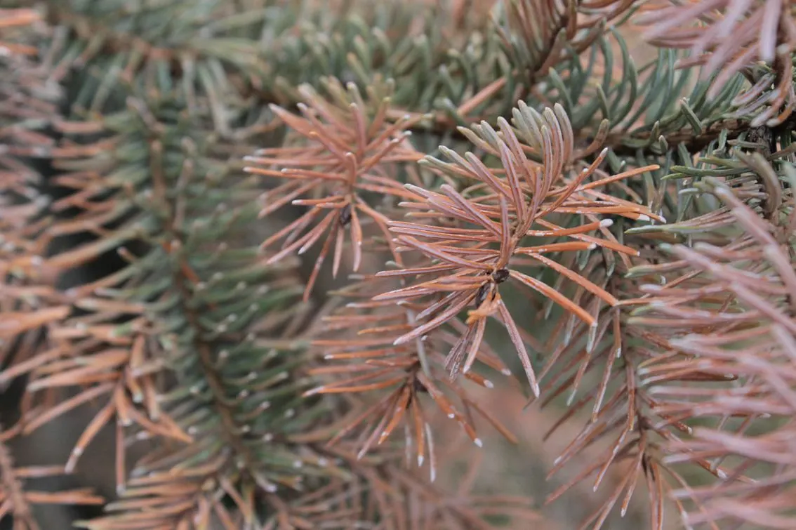 Serbian Spruce (Picea Omorika) — making it well-suited for smaller spaces or as an accent within larger compositions.<br><br>When planting
