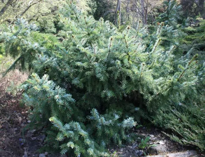 Serbian Spruce (Picea Omorika) — Serbian Spruce typically reaches a height of 50 to 60 feet with a narrow canopy spread of 15 to 20 feet