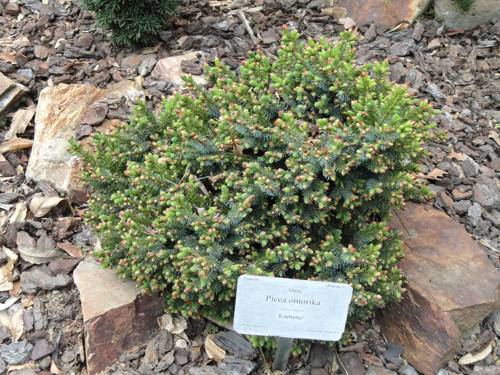 Serbian Spruce (Picea Omorika) — Its dark green needles exhibit silvery undersides, creating a shimmering effect; dark green needles that are, image 54