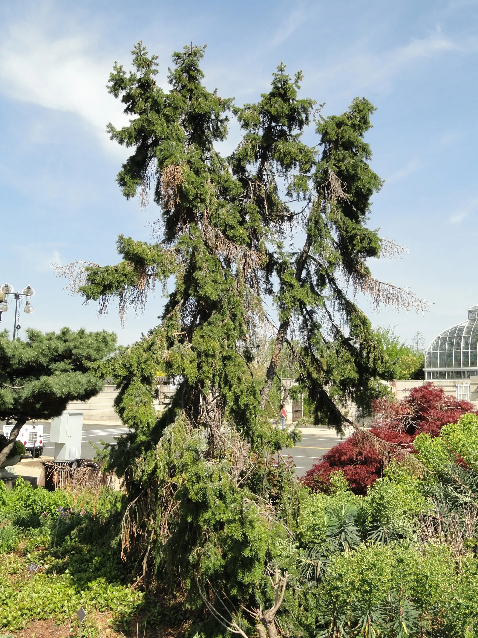 Serbian Spruce (Picea Omorika) — With its stately appearance and adaptability; native to the Balkan Peninsula