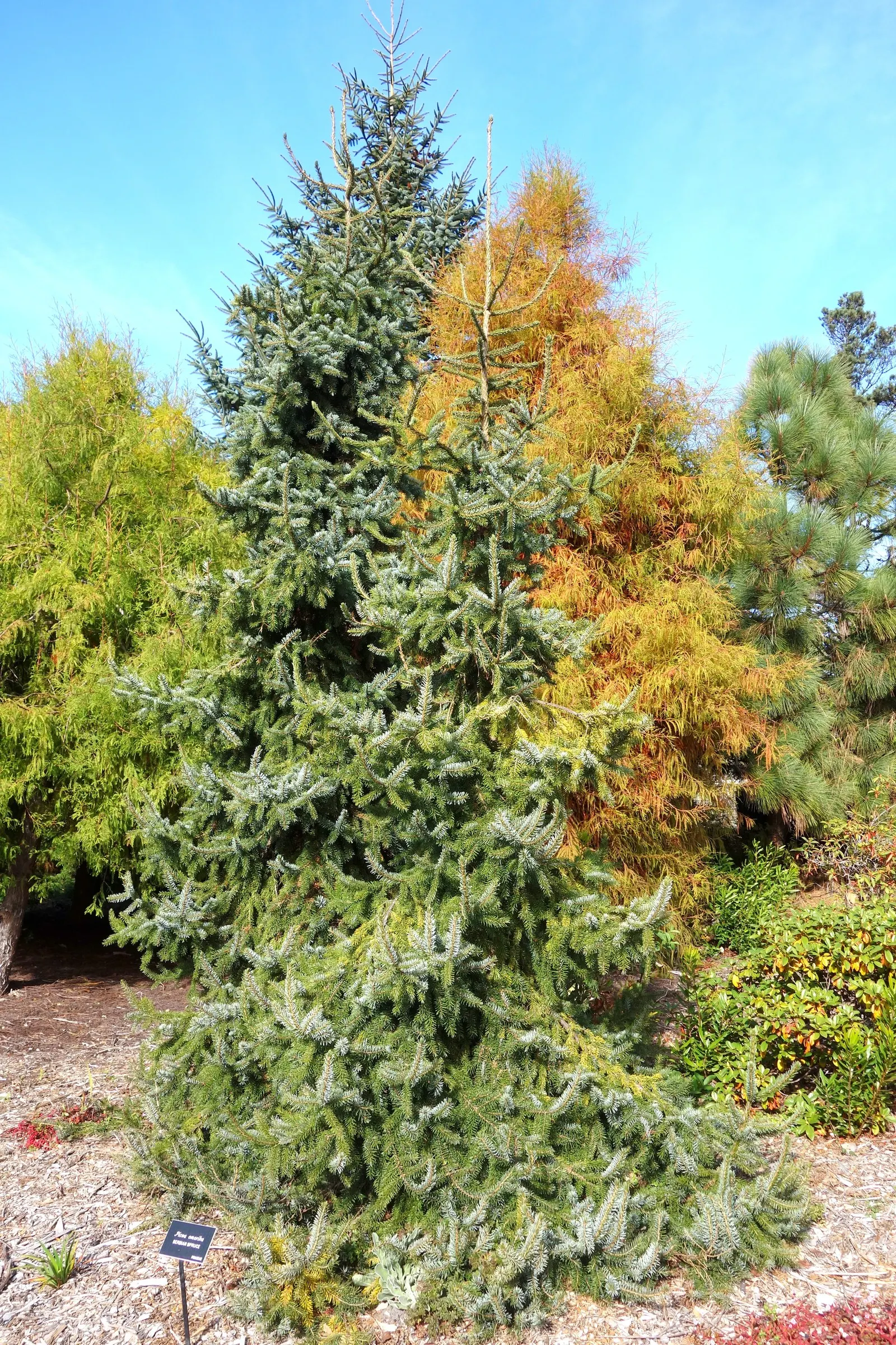 Serbian Spruce (Picea Omorika) — dark green needles that are accented by a distinctive silvery-blue underside; with minimal pruning required to keep its