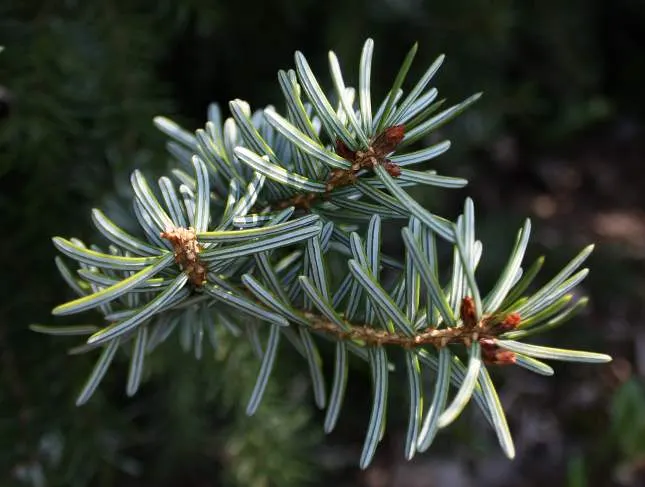 Serbian Spruce (Picea Omorika) — Native to the Balkan Peninsula