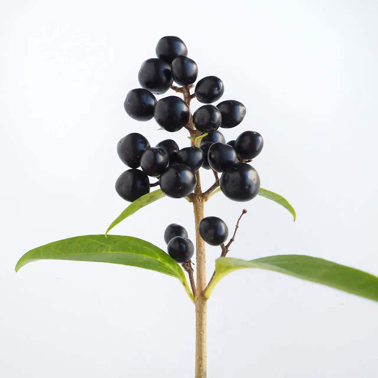 Privet (Ligustrum Vulgare) — ensuring resilience in a range of climates; note: its vigorous nature may require regular pruning to maintain shape, image 63