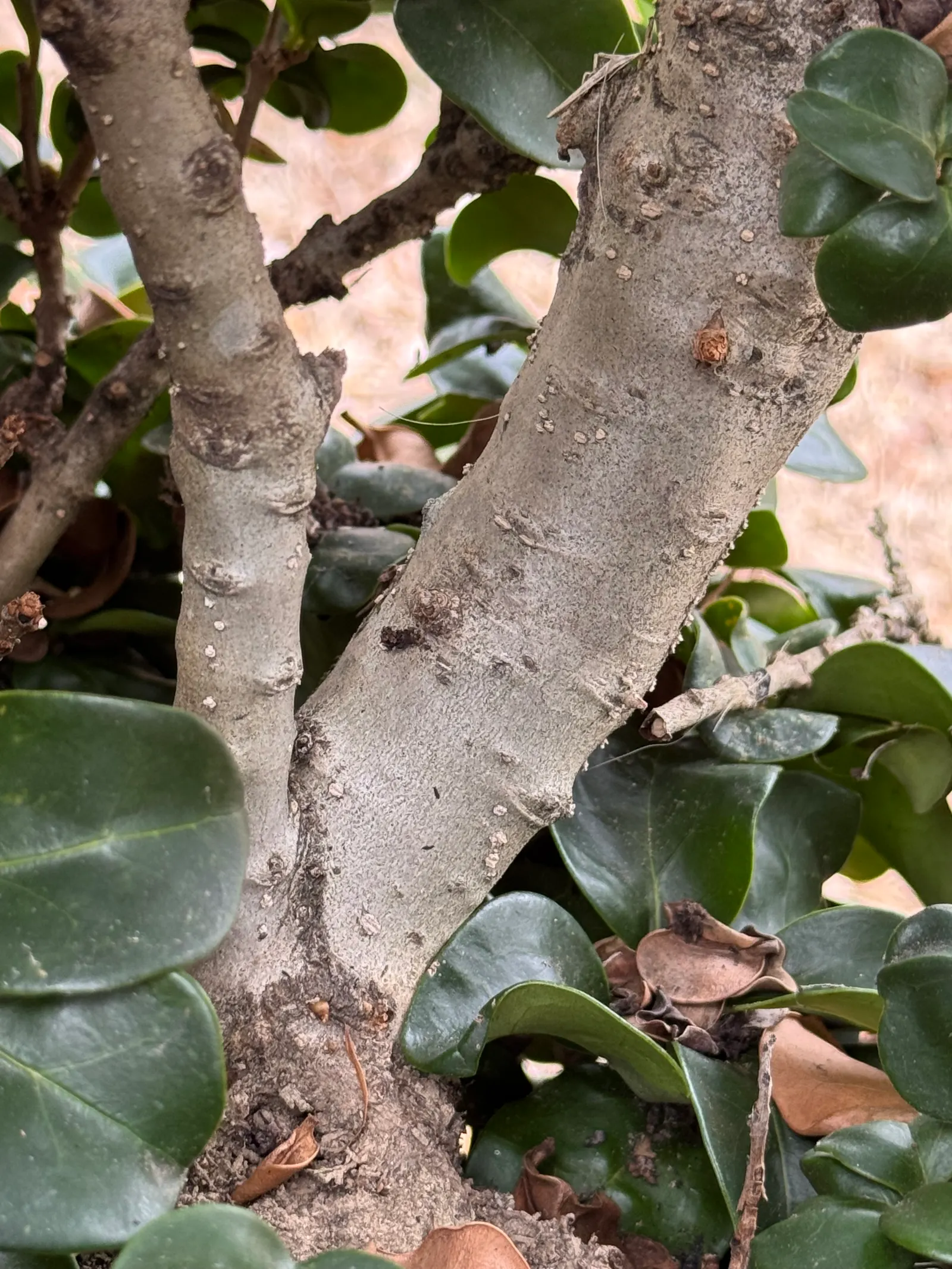 Privet (Ligustrum Vulgare) — shrub / tree with white blooms; following the flowering season, image 161
