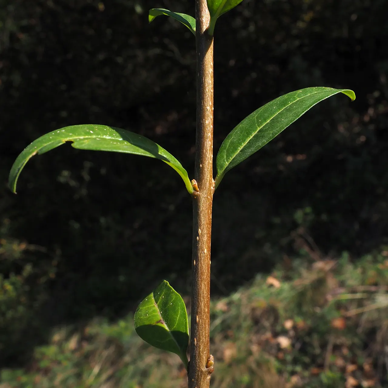 Privet (Ligustrum Vulgare) — reaching about 0.25 inches across, image 95