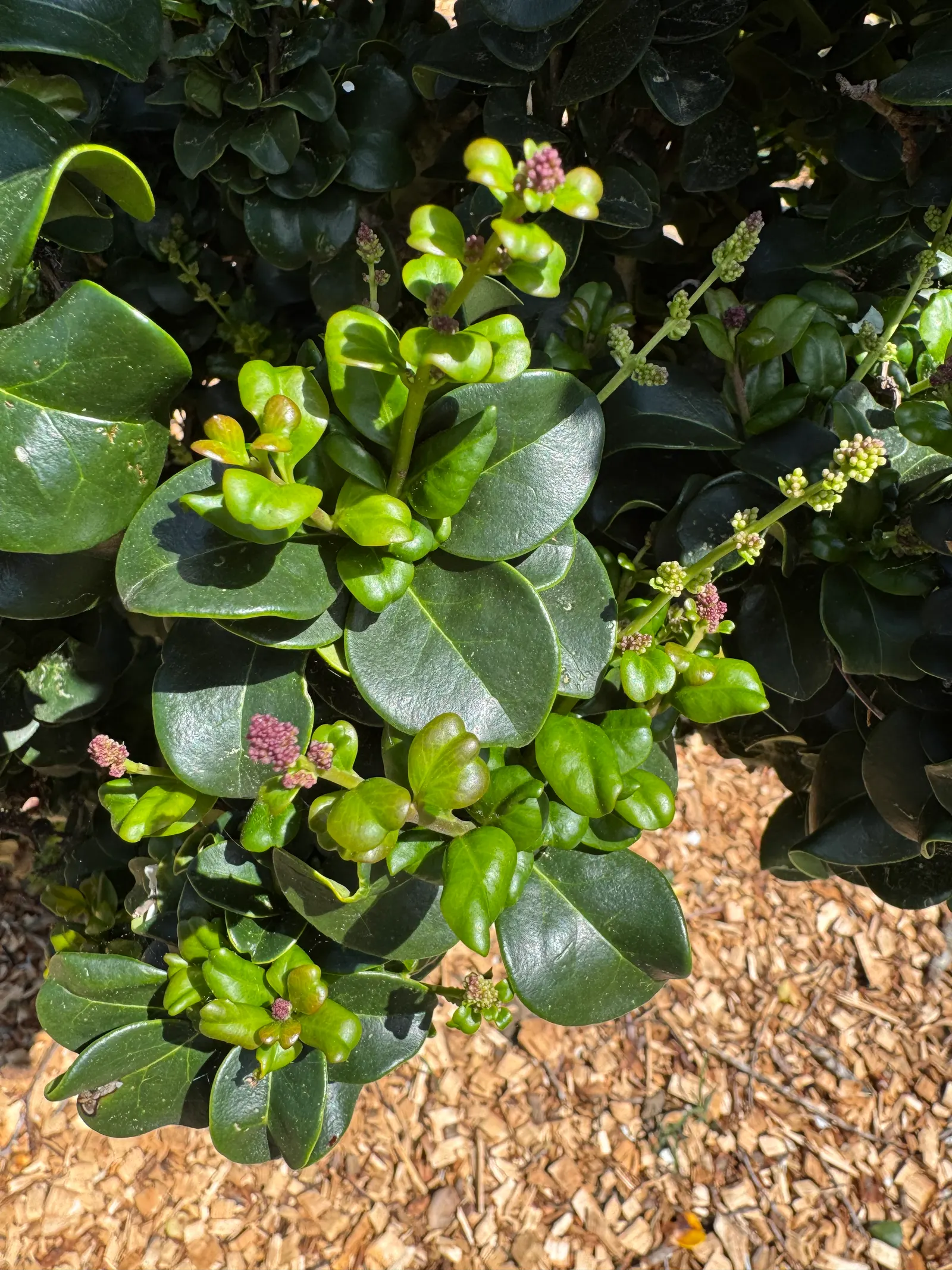 Privet (Ligustrum Vulgare) — adding an ecological benefit to its ornamental appeal; privet (Ligustrum vulgare) is a versatile shrub, image 97