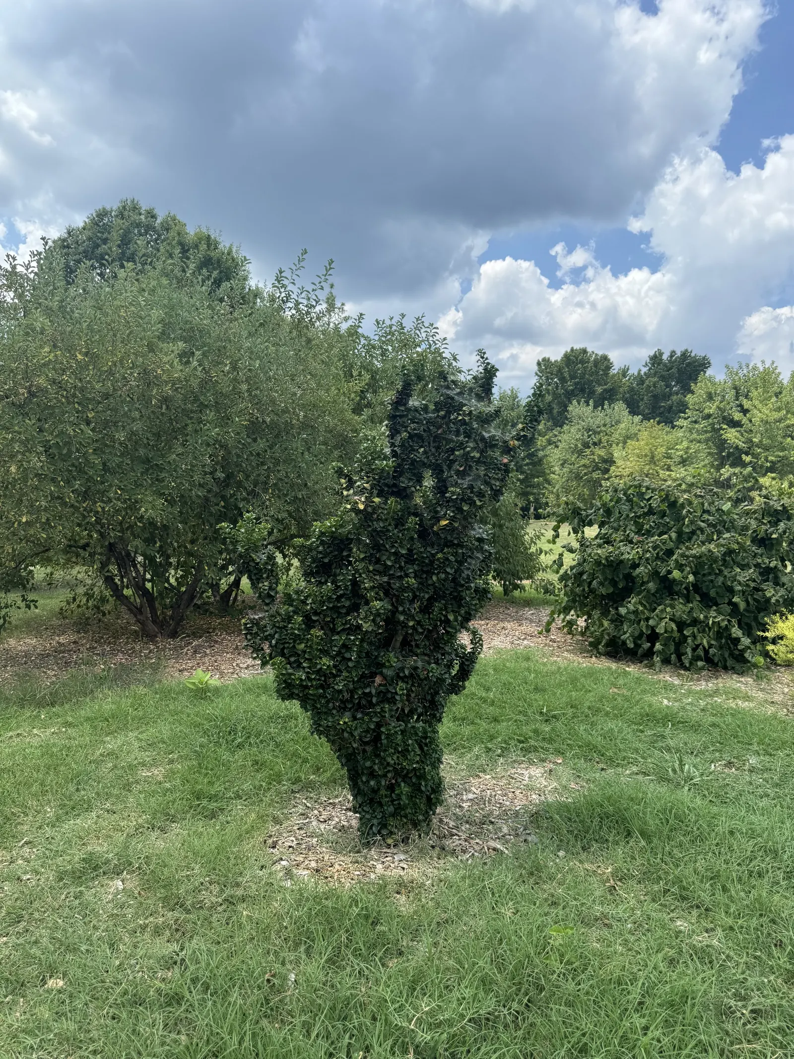 Privet (Ligustrum Vulgare) — Mature privets typically reach heights of 12 to 15 feet; which starkly contrast the creamy-white flowers that blossom, image 91