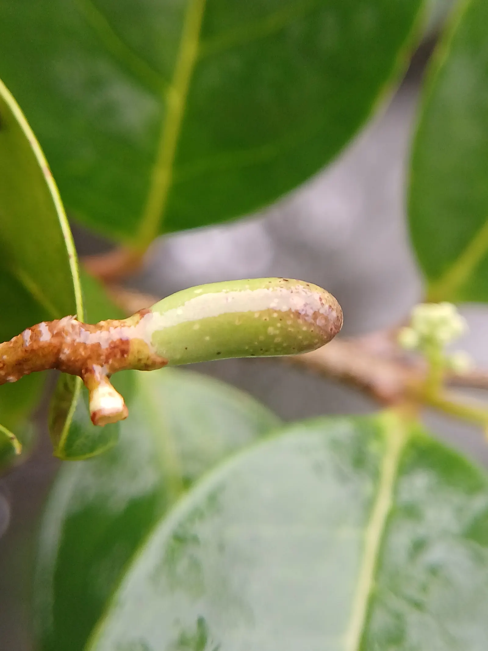 Privet (Ligustrum Vulgare) — showcasing moderate drought tolerance once established; adding an ecological benefit to its ornamental appeal, image 76