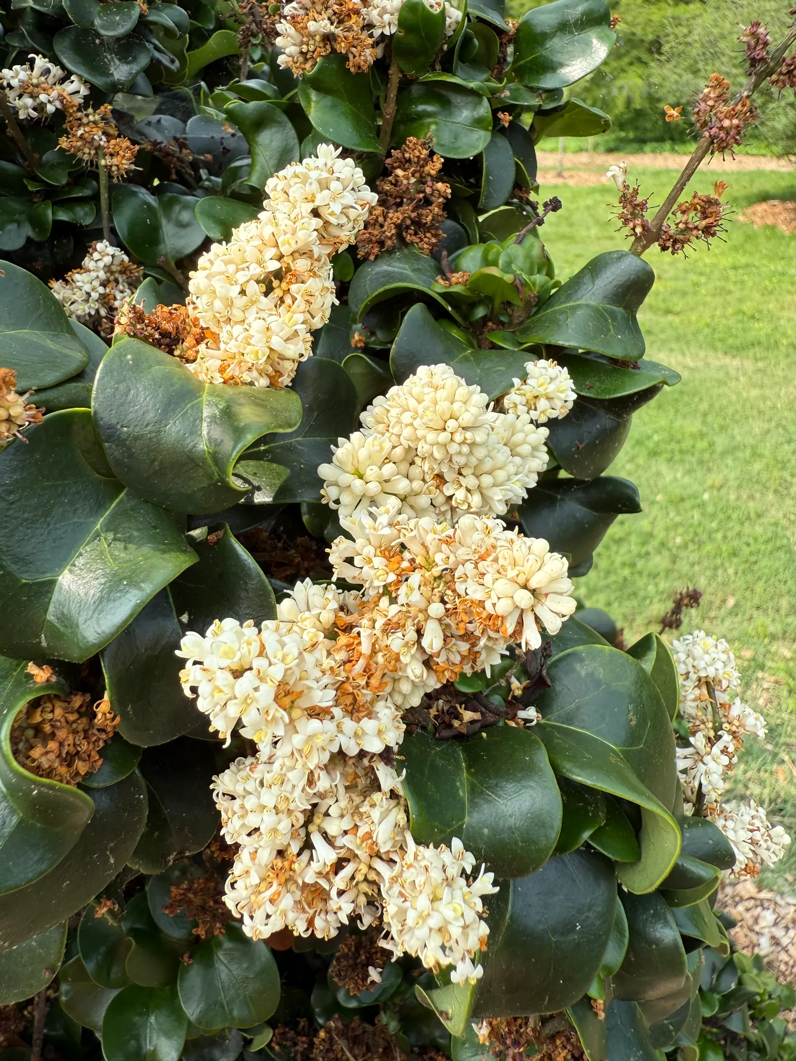 Privet (Ligustrum Vulgare) — scientifically known as Ligustrum vulgare; making them ideal for quick establishment in new gardens, image 169