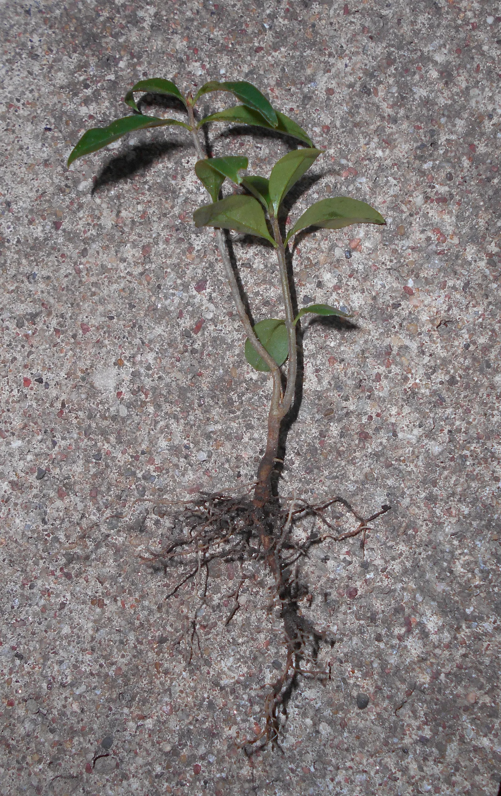 Privet (Ligustrum Vulgare) — Note: its vigorous nature may require regular pruning to maintain shape; measuring 1 to 2.5 inches in length, image 60