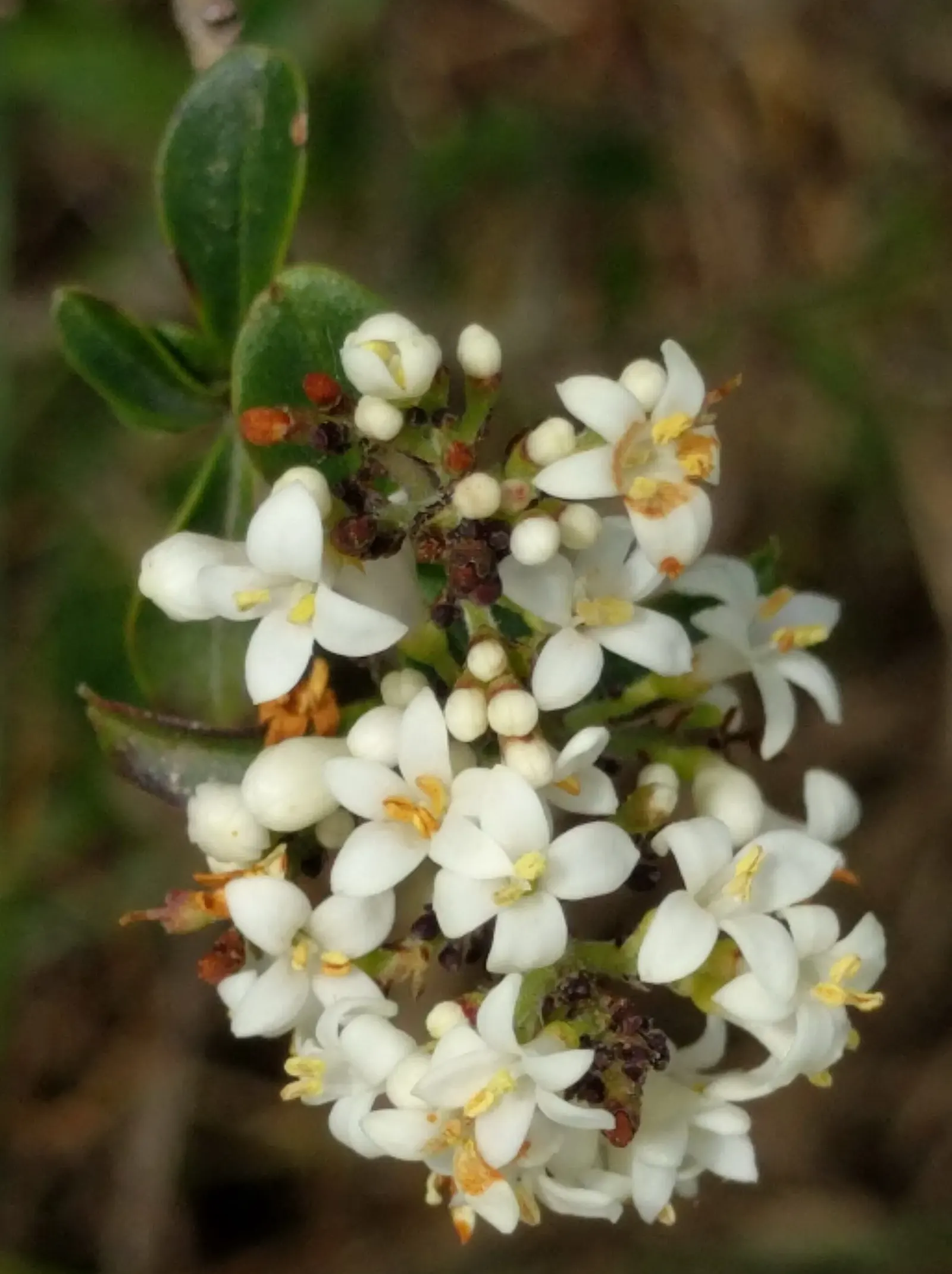Privet (Ligustrum Vulgare) — Privet (Ligustrum vulgare) is a versatile shrub; while the blackish berries attract wildlife, image 163