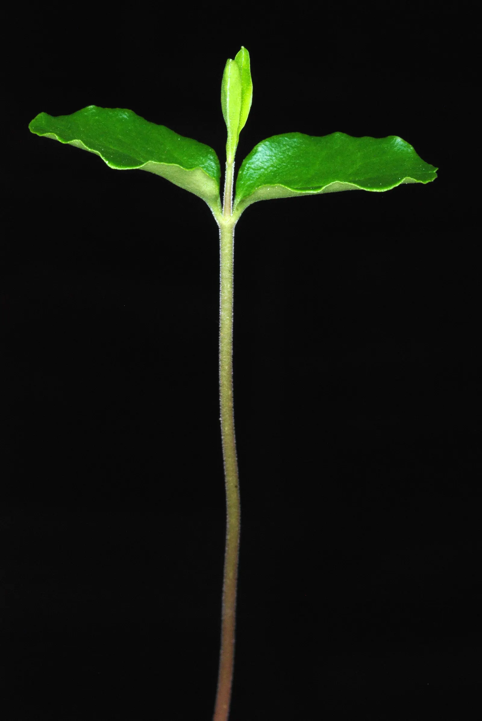 Privet (Ligustrum Vulgare) — typically reaching 4 to 15 feet in height; with a similar spread of 12 to 15 feet, image 110