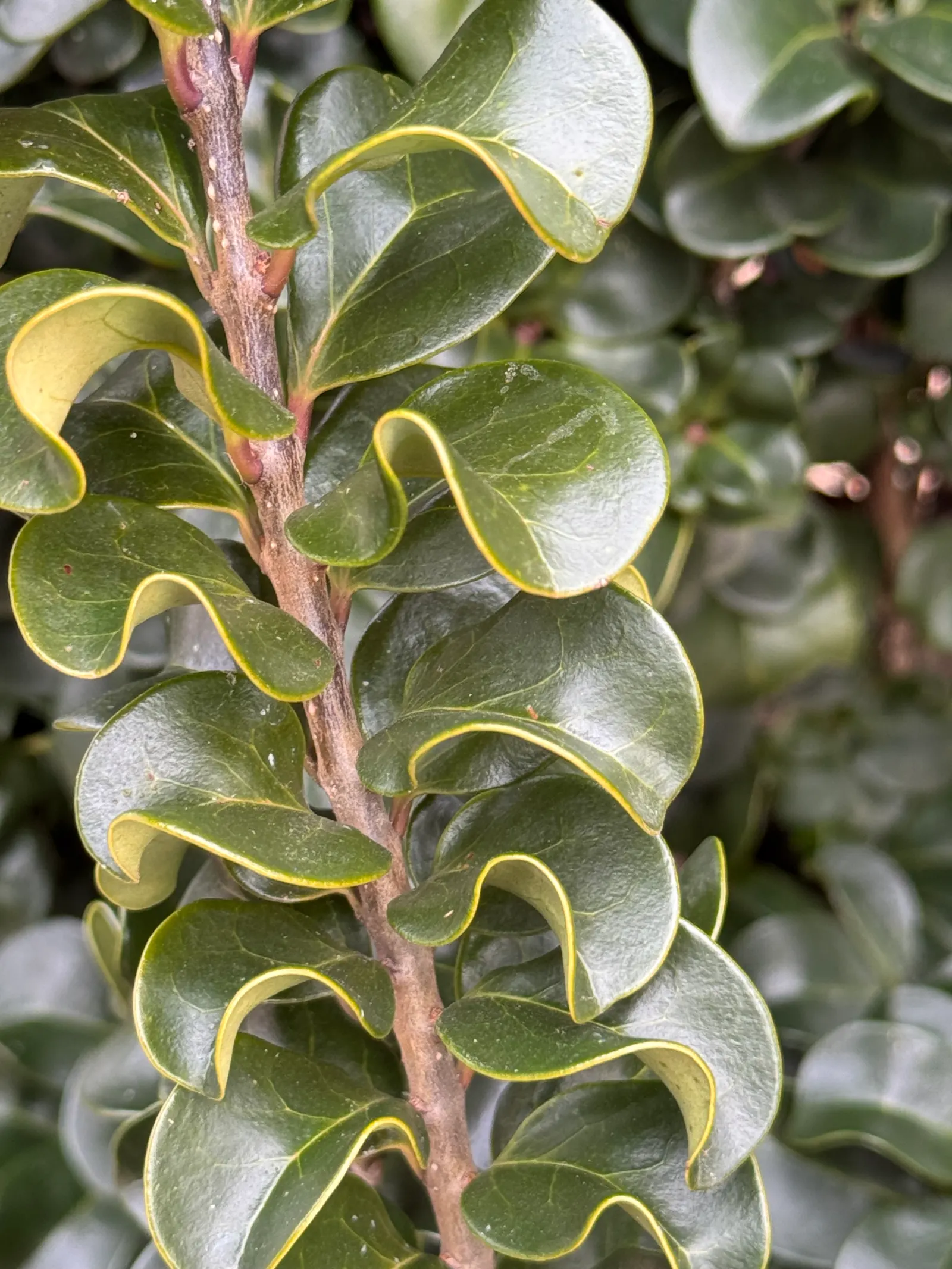 Privet (Ligustrum Vulgare) — adding an ecological benefit to its ornamental appeal