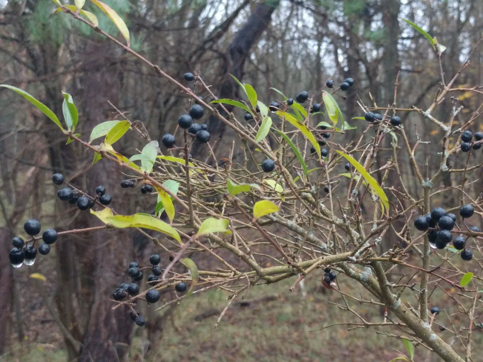 Privet (Ligustrum Vulgare) — Following the flowering season; this semi-evergreen species thrives in USDA hardiness zones 5 through 8, image 98