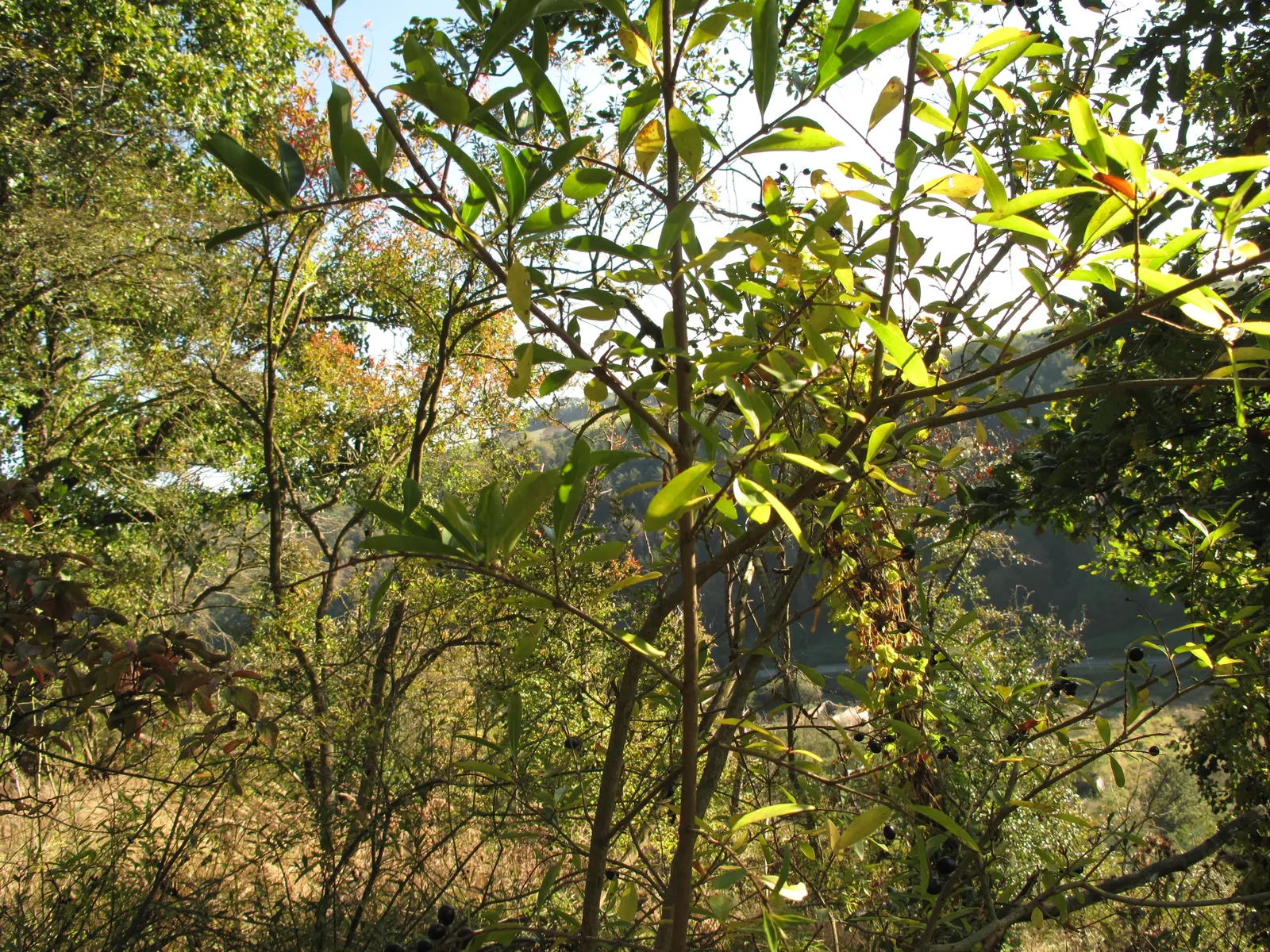 Privet (Ligustrum Vulgare) — typically reaching 4 to 15 feet in height; with a similar spread of 12 to 15 feet, image 164