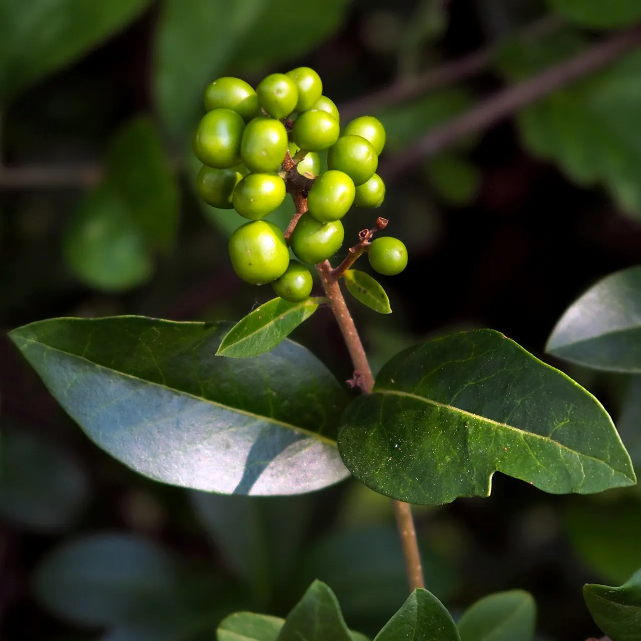 Privet (Ligustrum Vulgare) — Privet (Ligustrum vulgare) is a versatile shrub; while the blackish berries attract wildlife, image 82