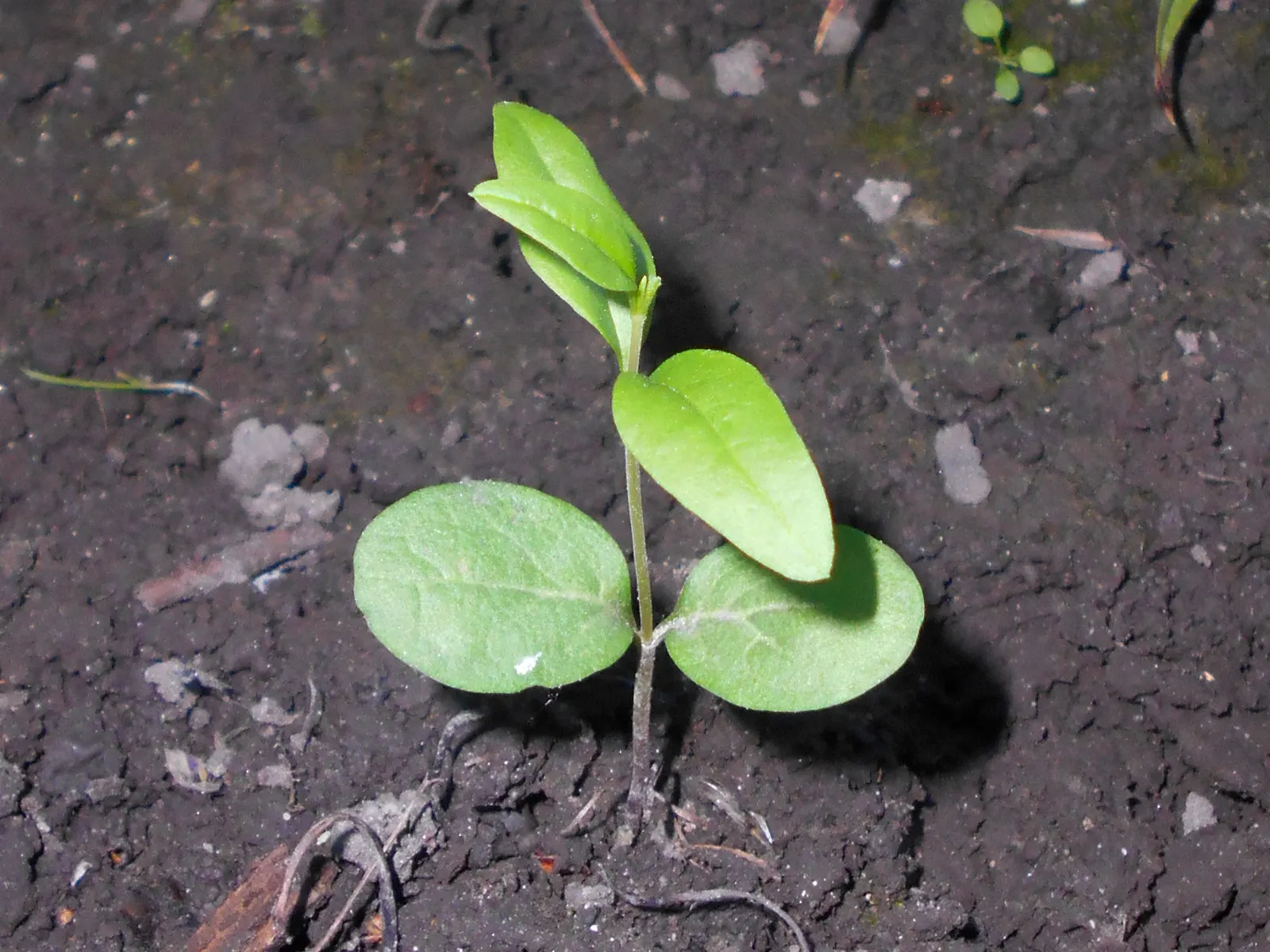 Privet (Ligustrum Vulgare) — typically reaching 4 to 15 feet in height; with a similar spread of 12 to 15 feet, image 83