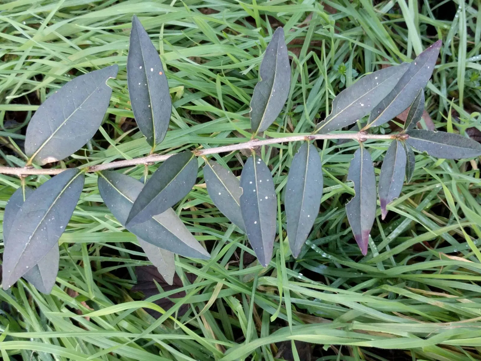 Privet (Ligustrum Vulgare) — reaching about 0.25 inches across, image 68