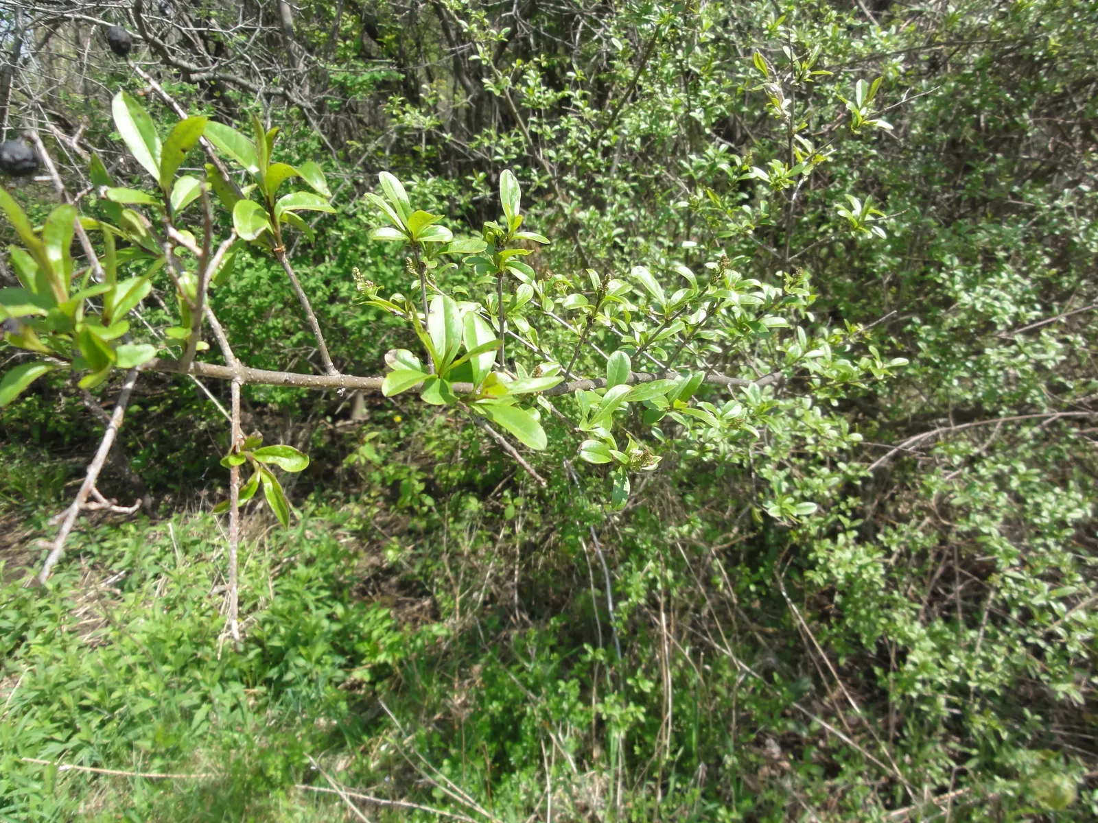 Privet (Ligustrum Vulgare) — They prefer well-drained soils and full sun to partial shade; ensuring resilience in a range of climates