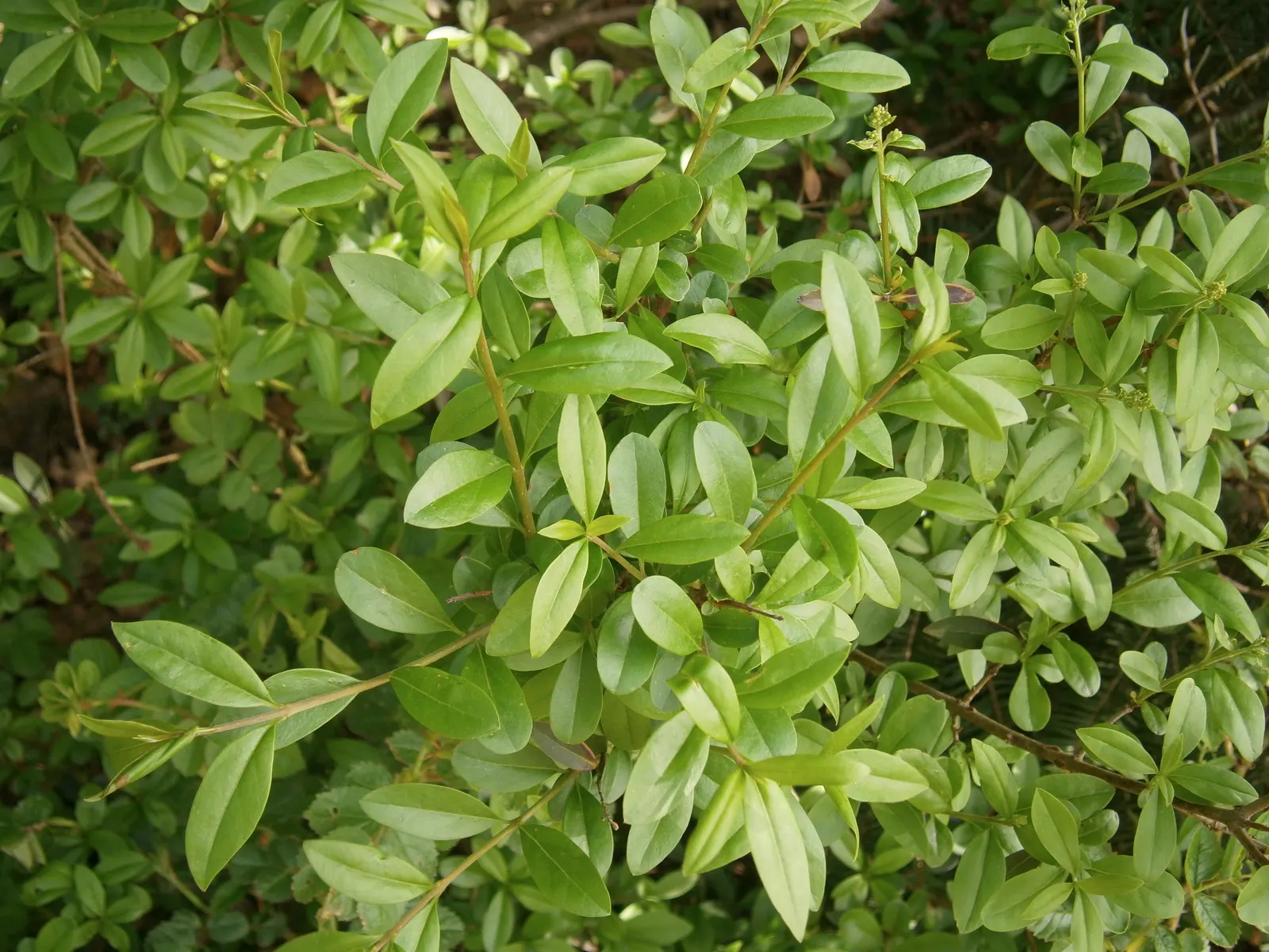 Privet (Ligustrum Vulgare) — ensuring resilience in a range of climates