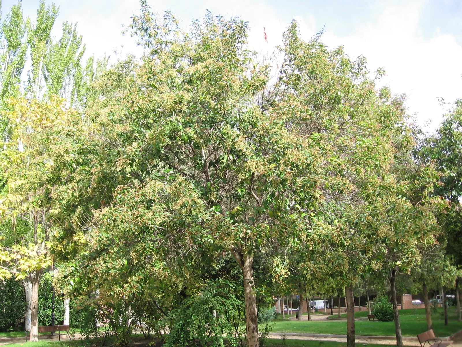 Privet (Ligustrum Vulgare) — while the blackish berries attract wildlife; white flowers in the garden, image 58