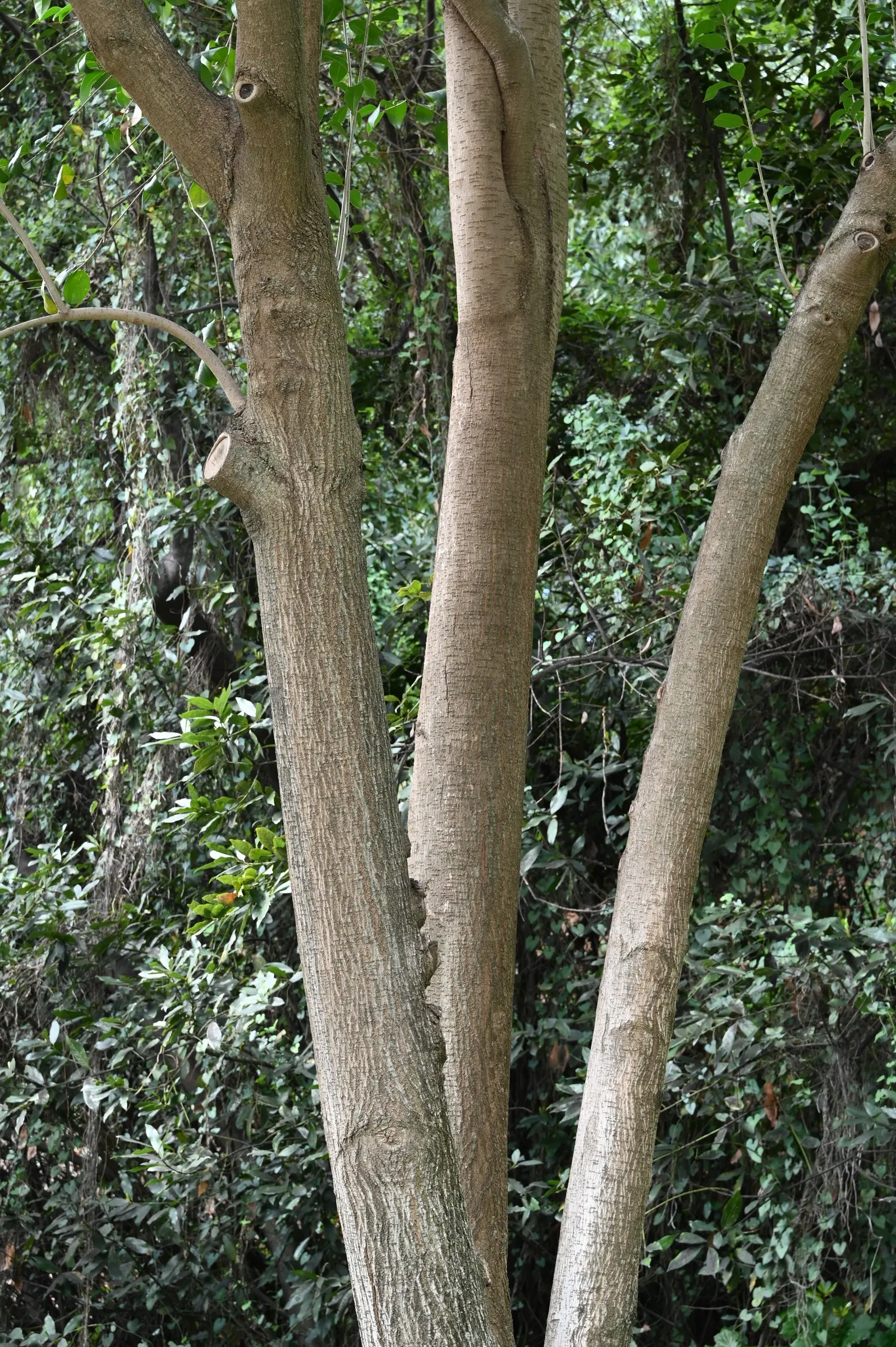 Privet (Ligustrum Vulgare) — shrub / tree for full; enhancing the neat appearance that makes the Privet a staple in structured garden designs, image 81