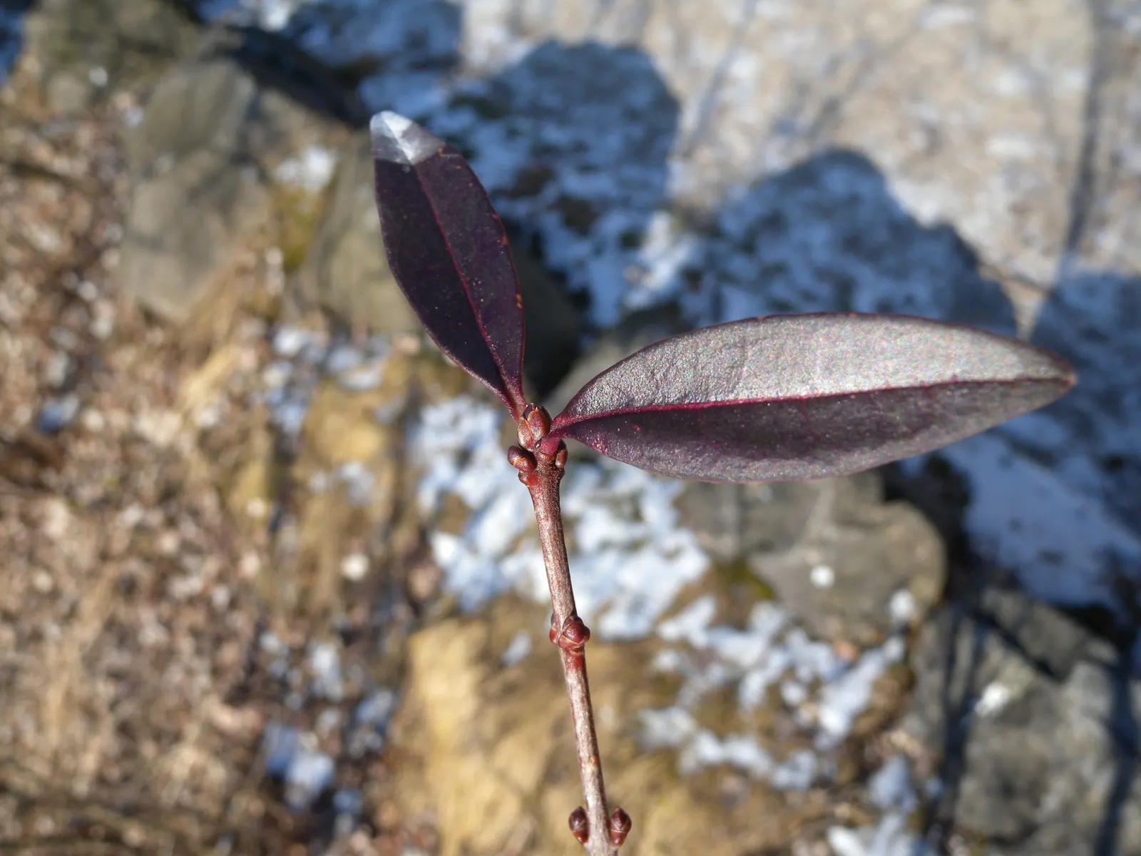 Privet (Ligustrum Vulgare) — Note: its vigorous nature may require regular pruning to maintain shape; measuring 1 to 2.5 inches in length, image 87